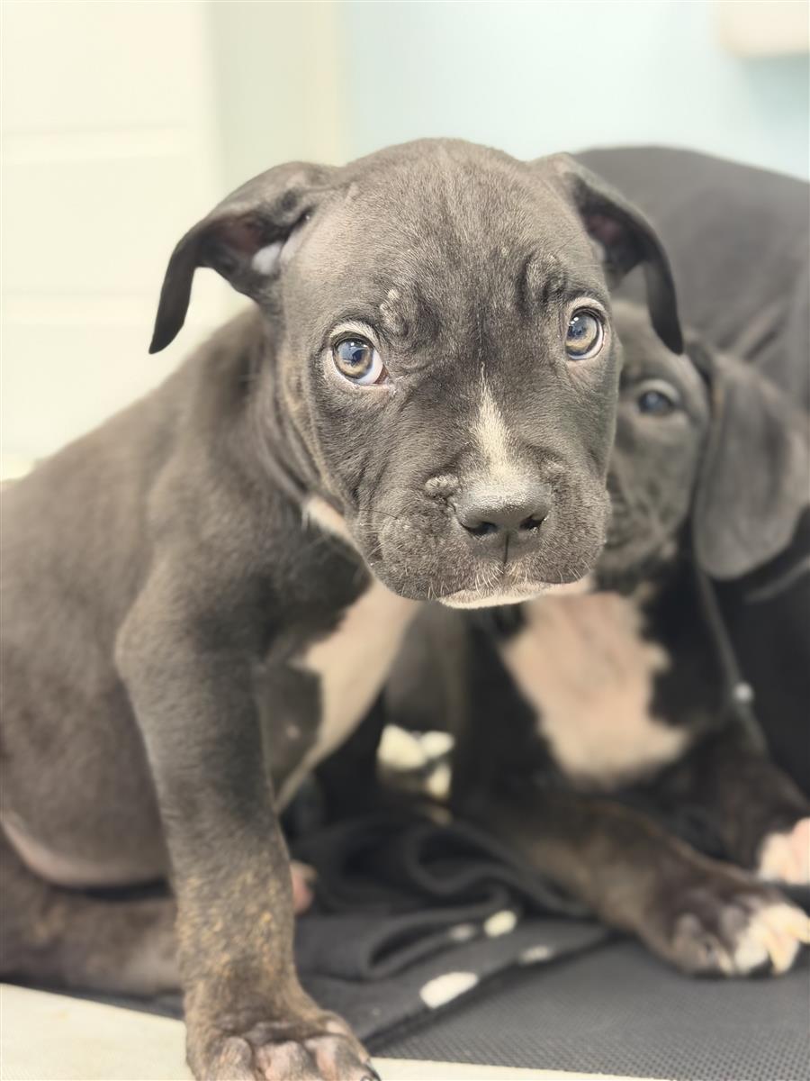 Aries, a 2 months old male Cane Corso available for adoption from Blue Cross in South Yorkshire: Sheffield rehoming, advice and behaviour unit, South Yorkshire