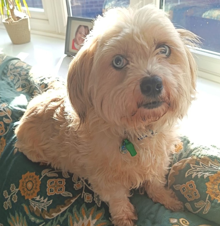 Princess And Poppy, a 8 years old female Crossbreed available for adoption from Blue Cross in South Yorkshire: Sheffield rehoming, advice and behaviour unit, South Yorkshire