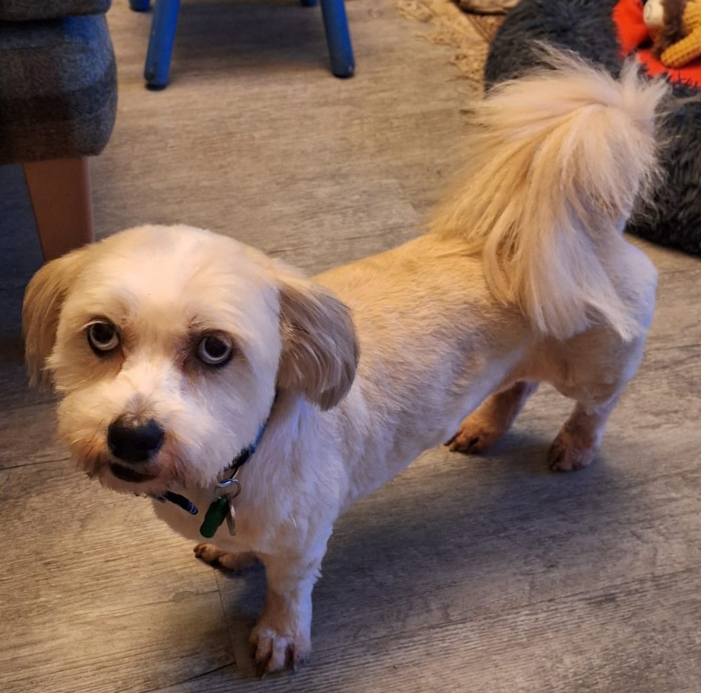 Princess (and Poppy), a 8 years old female Shih Tzu available for adoption from Blue Cross in South Yorkshire: Sheffield rehoming, advice and behaviour unit