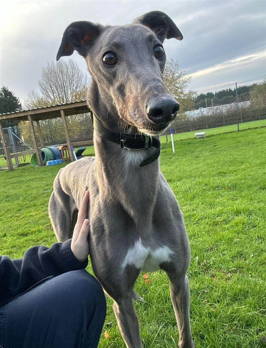 Peter, a 5 years old male Greyhound available for adoption from Blue Cross in West Midlands: Bromsgrove rehoming centre, Worcestershire