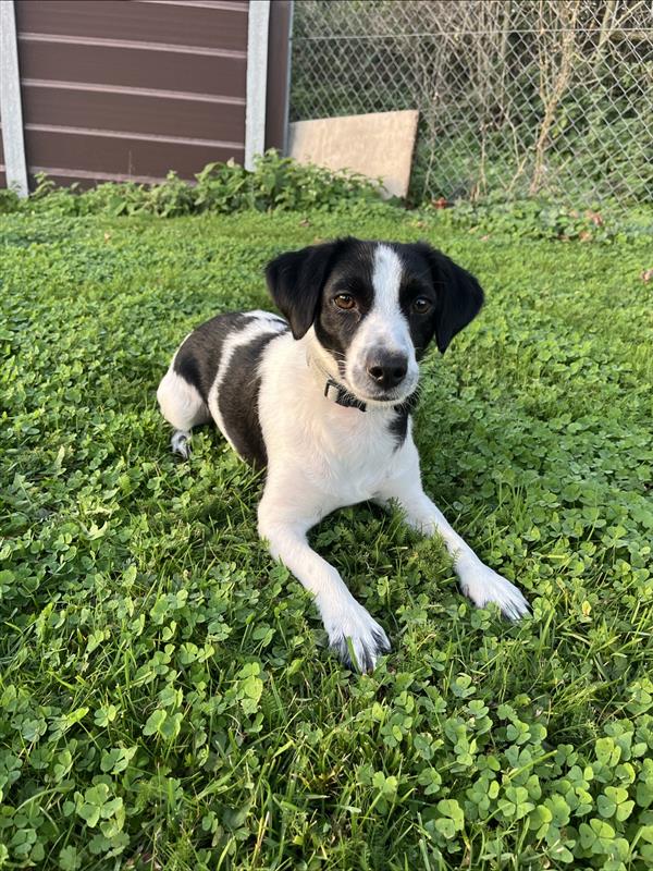 Peppa, a 2 years old female Jack Russell Terrier available for adoption from Blue Cross in Oxfordshire: Burford rehoming centre
