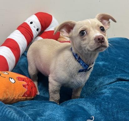 Pumpkin, a 2 months old male Crossbreed available for adoption from Blue Cross in Oxfordshire: Burford rehoming centre, Oxfordshire