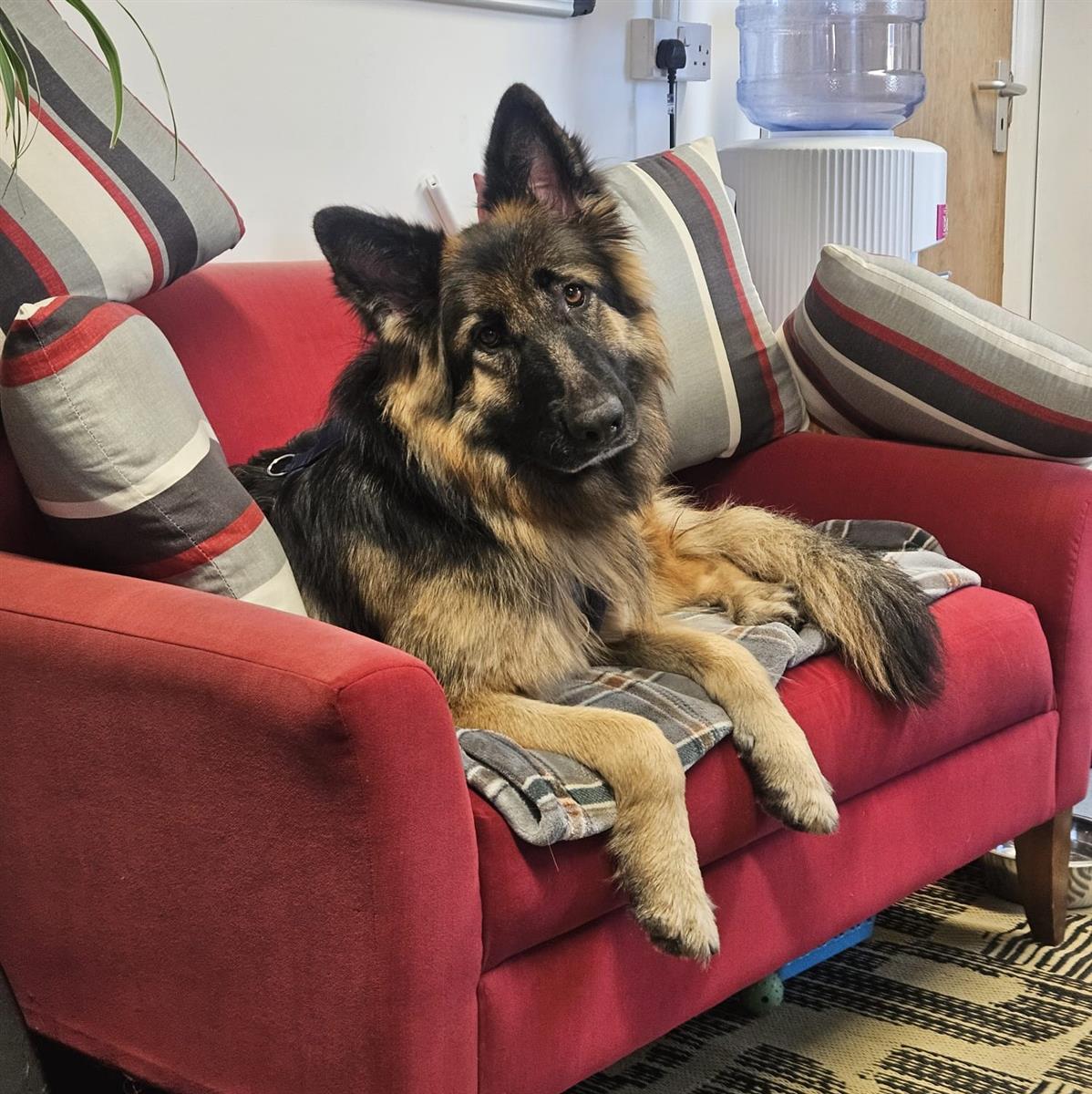 Lola, a 3 years old female German Shepherd available for adoption from Blue Cross in Yorkshire: Thirsk rehoming centre, North Yorkshire