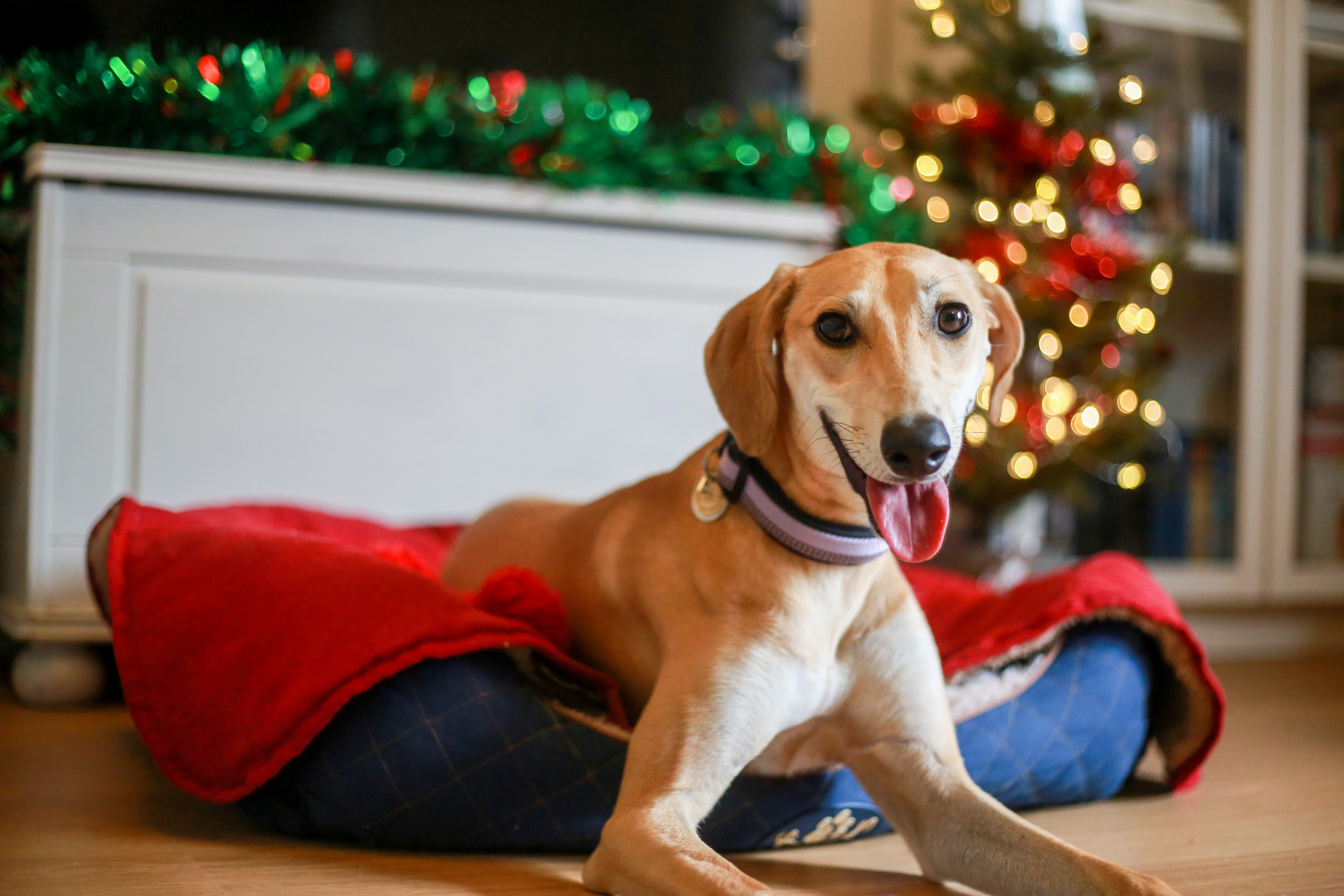 Fawn lurcher May smiles at the camera from her be with a Christmas tree in the background