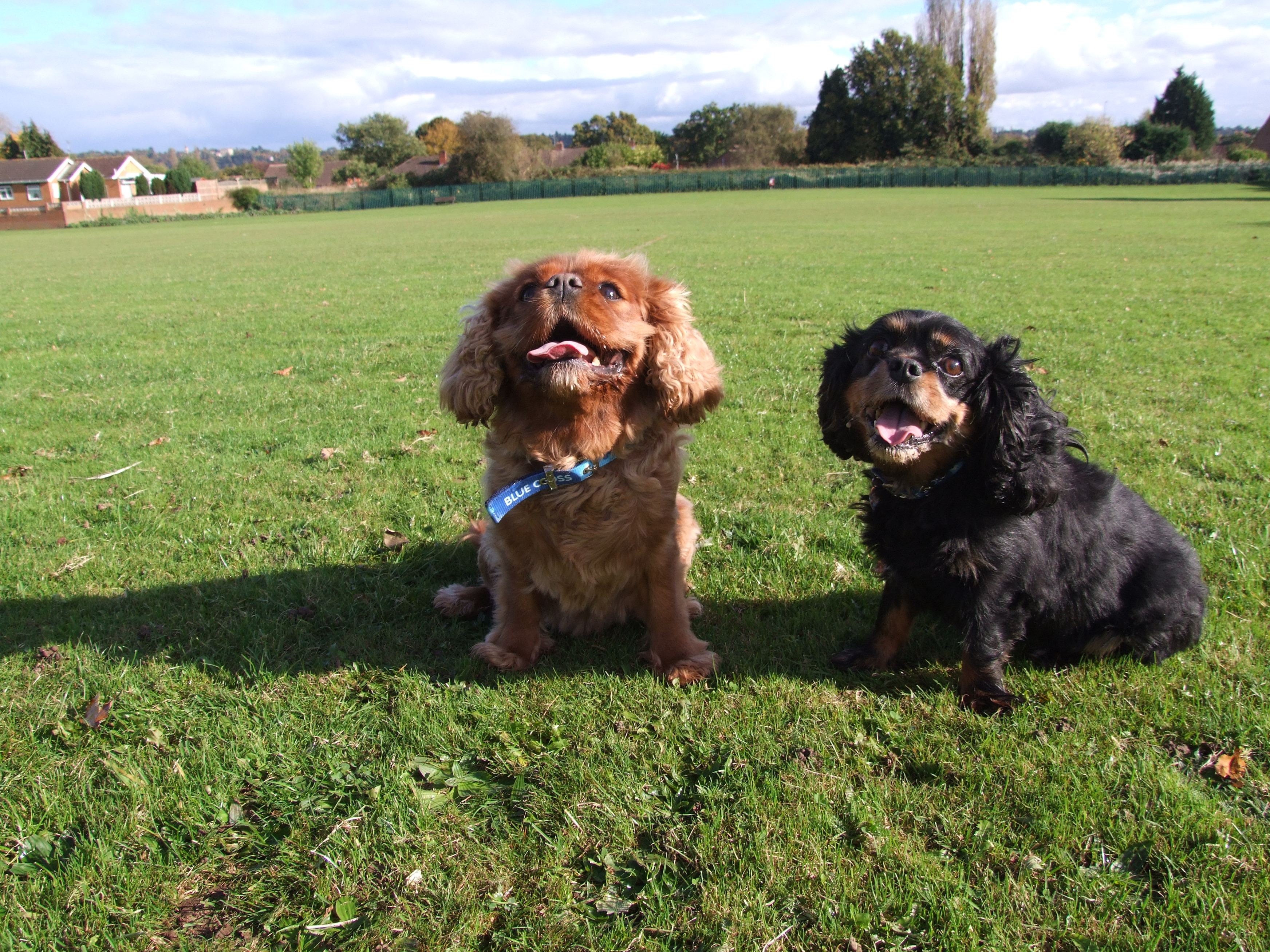 Photo of Cavalier King Charles spaniels Ruby and Mia enjoying the park