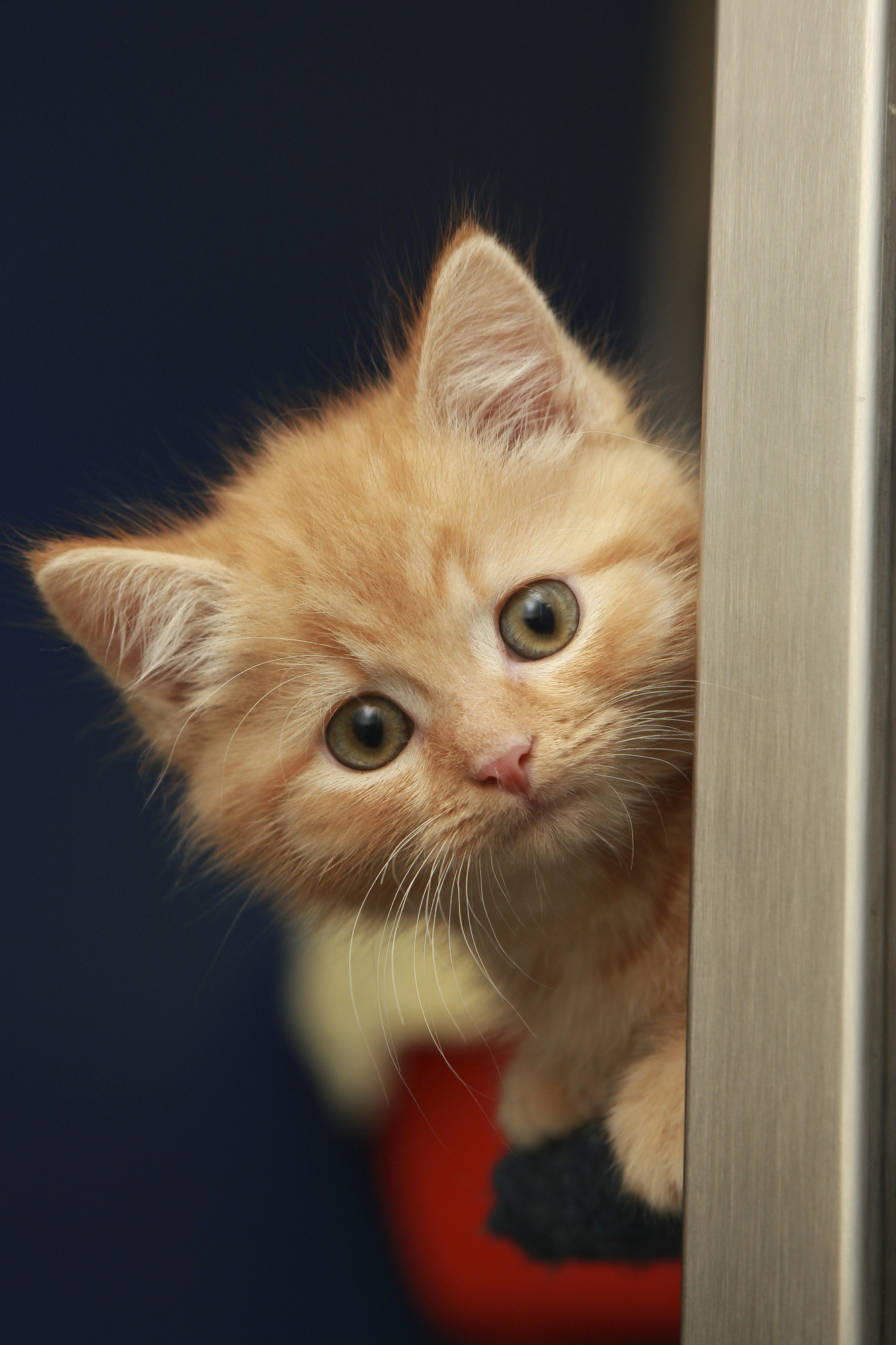 Kitten Marms at the Southampton adoption centre