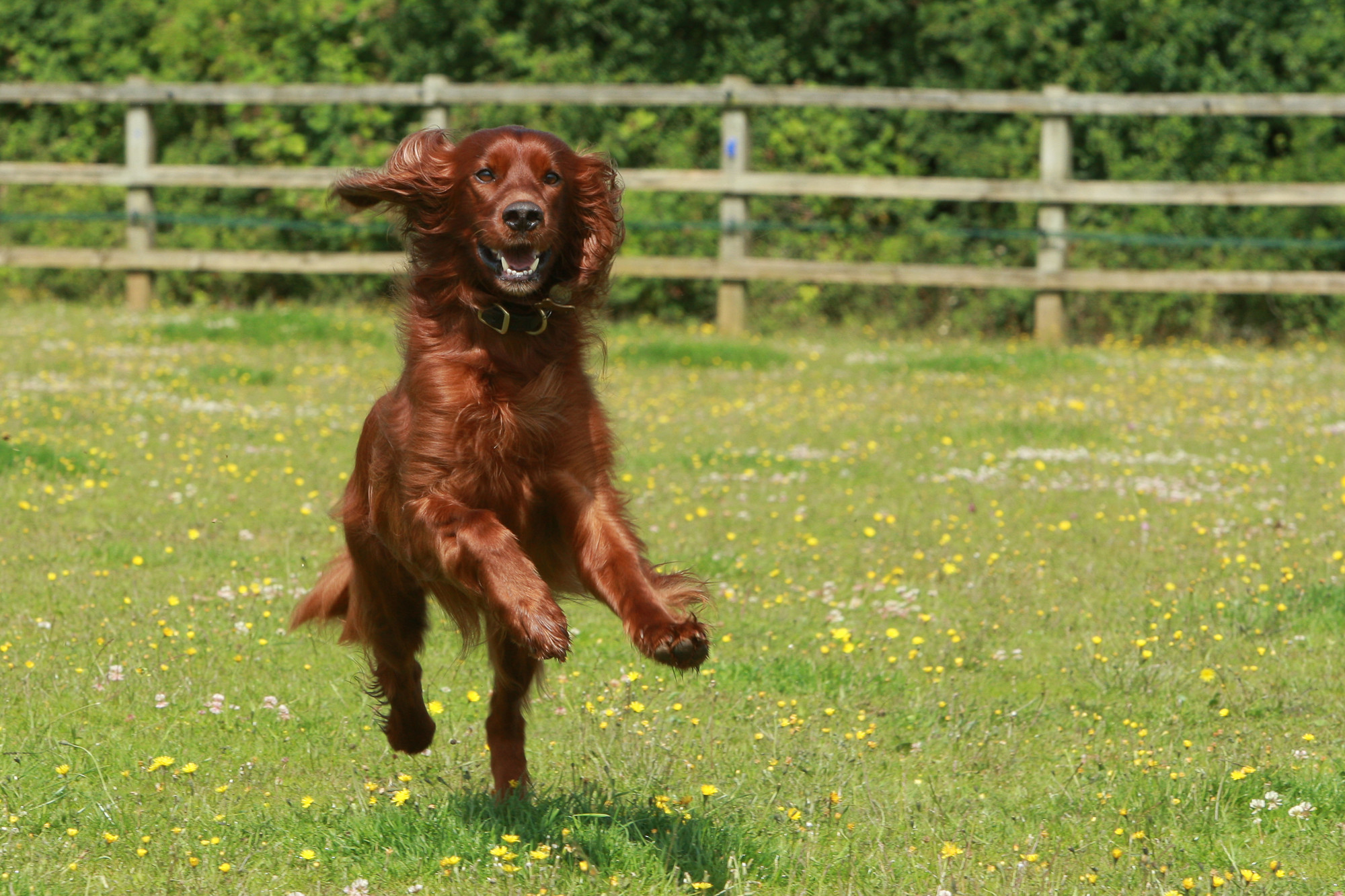 Irish setter dog running through field