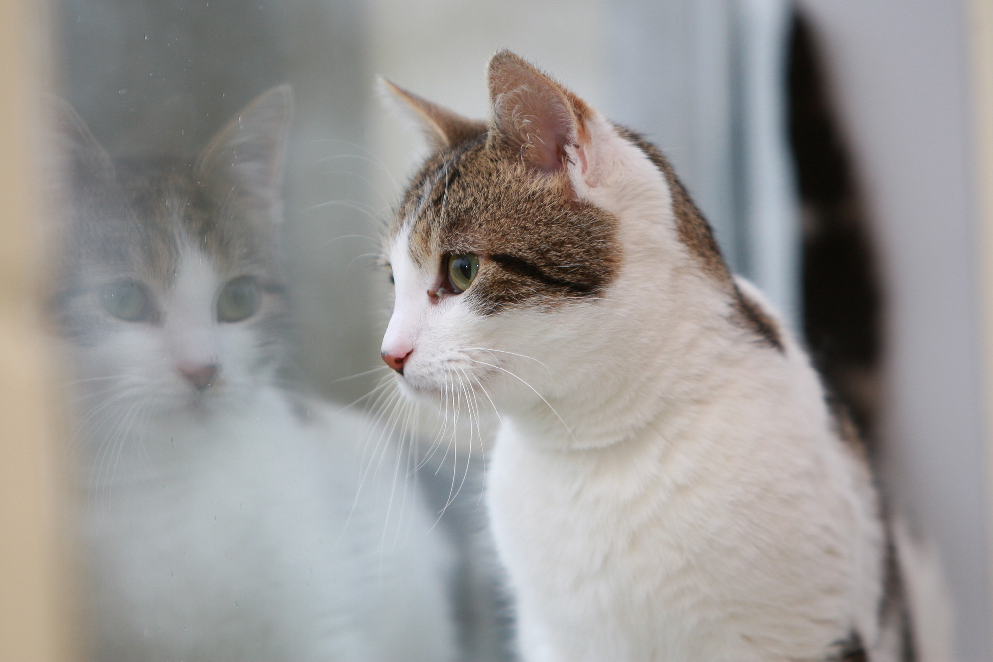 Cat Olly at Lewknor adoption centre