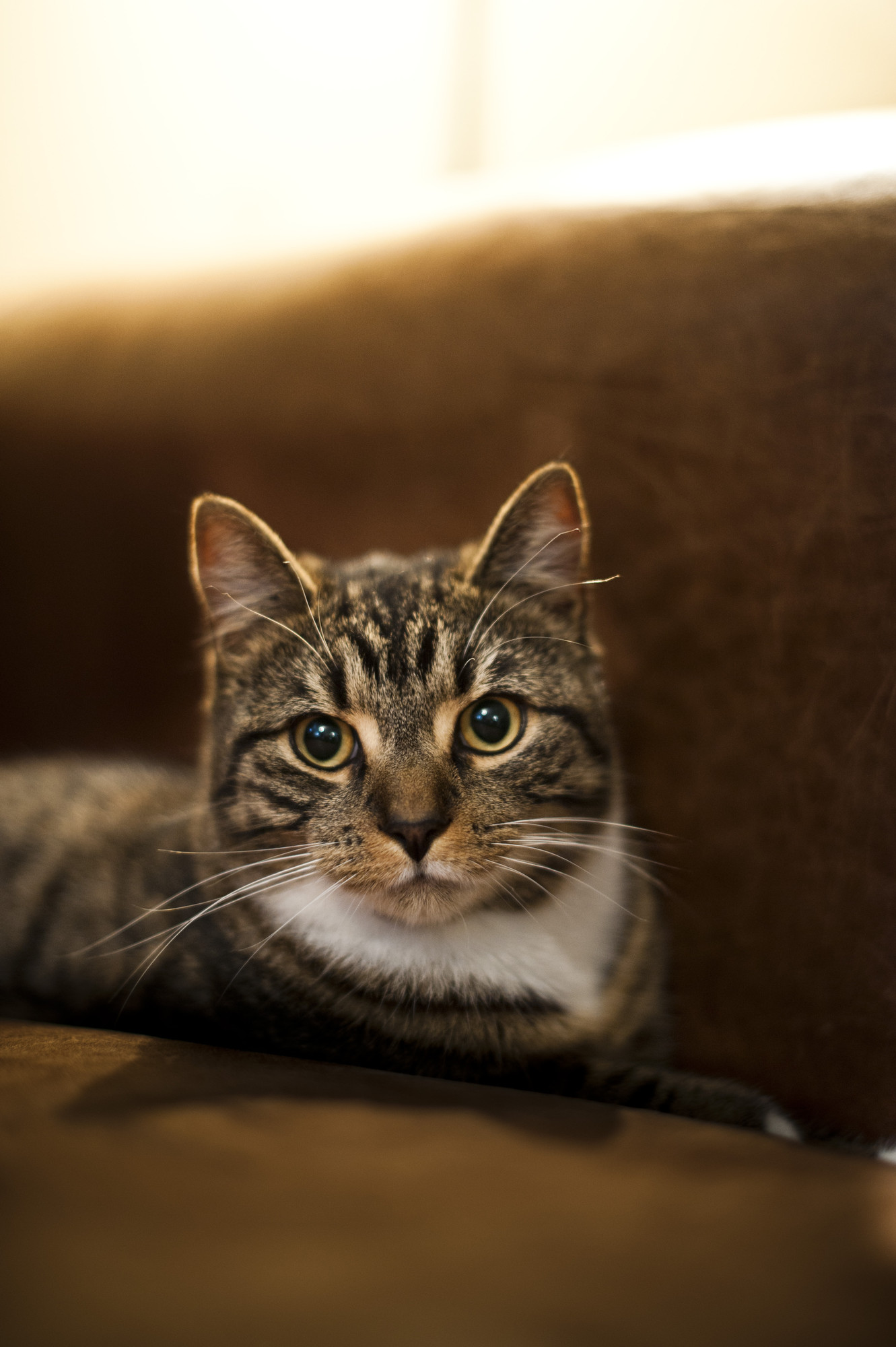 cat lost weight and hair