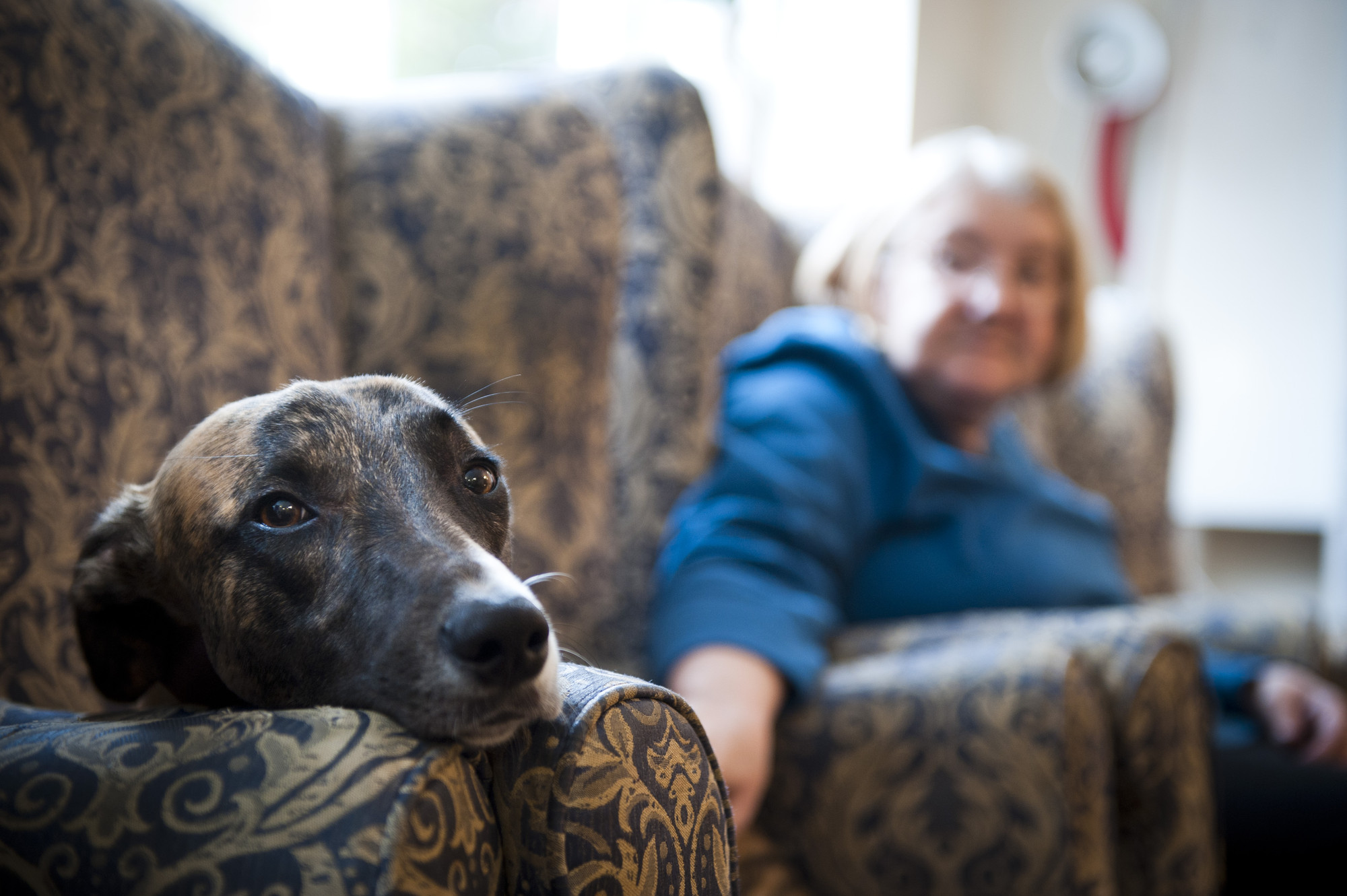 Lurcher Skip in his new home at a residential home