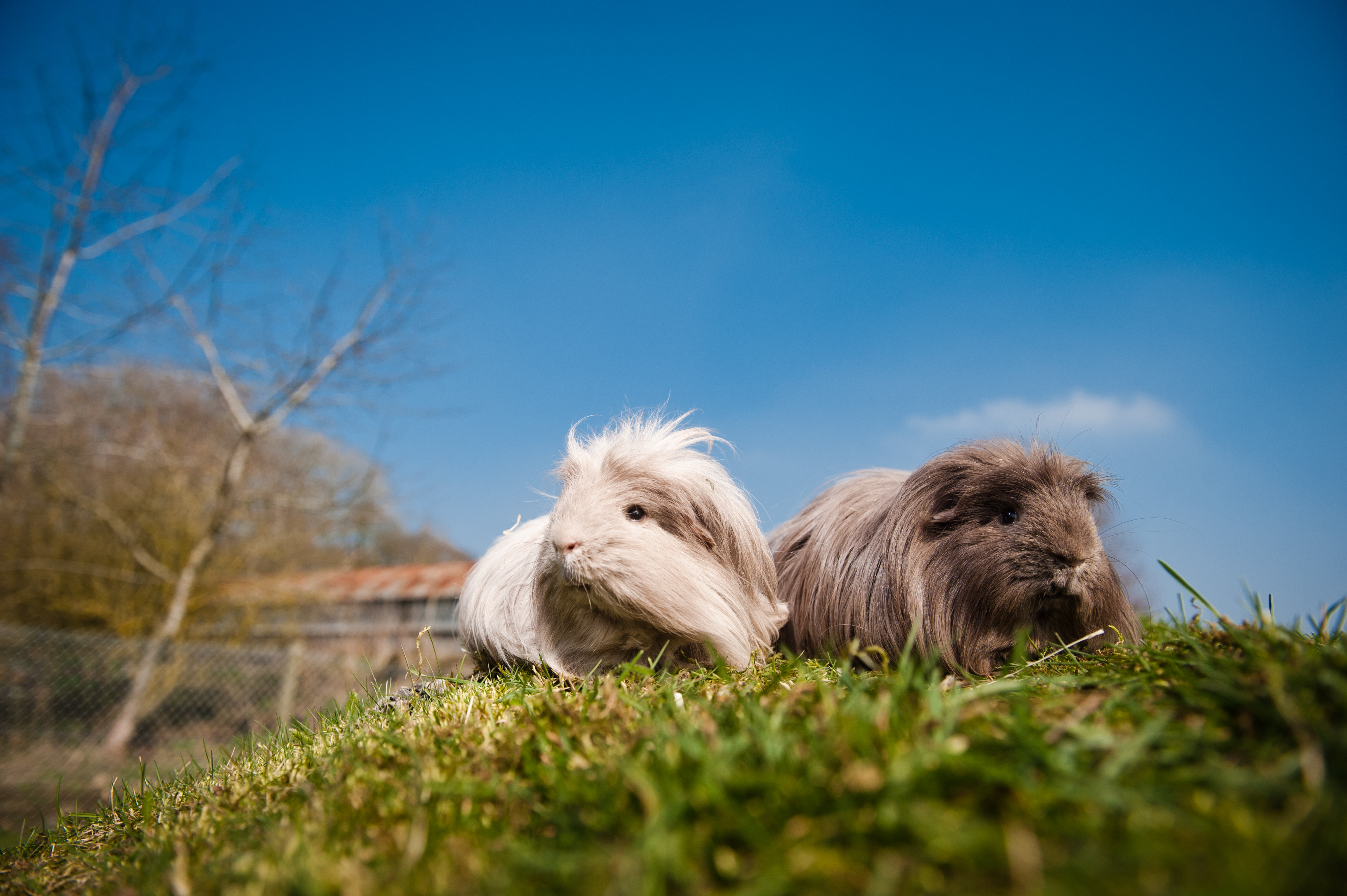 Guinea pig introductions 4