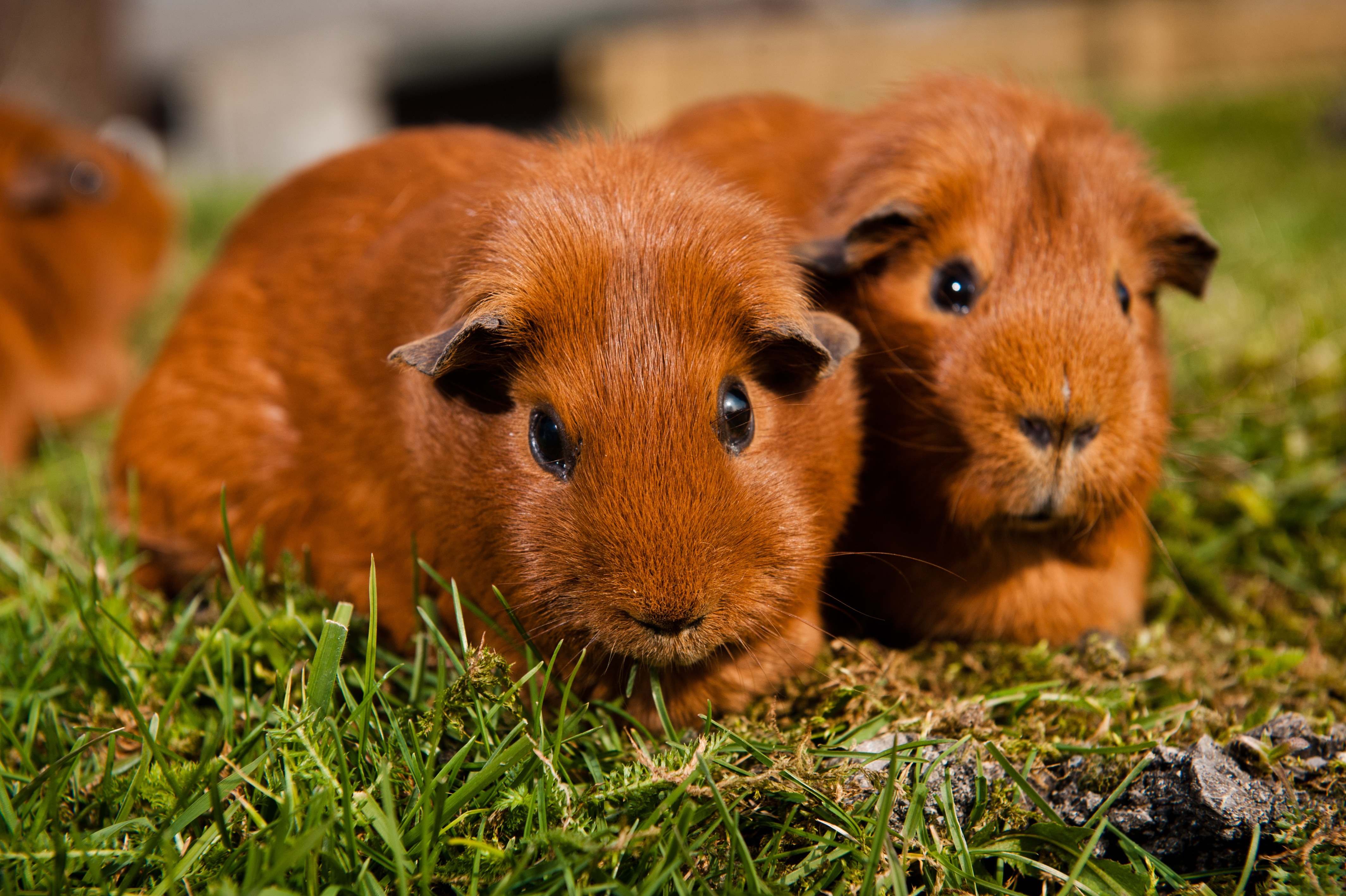 minimum space for 2 guinea pigs