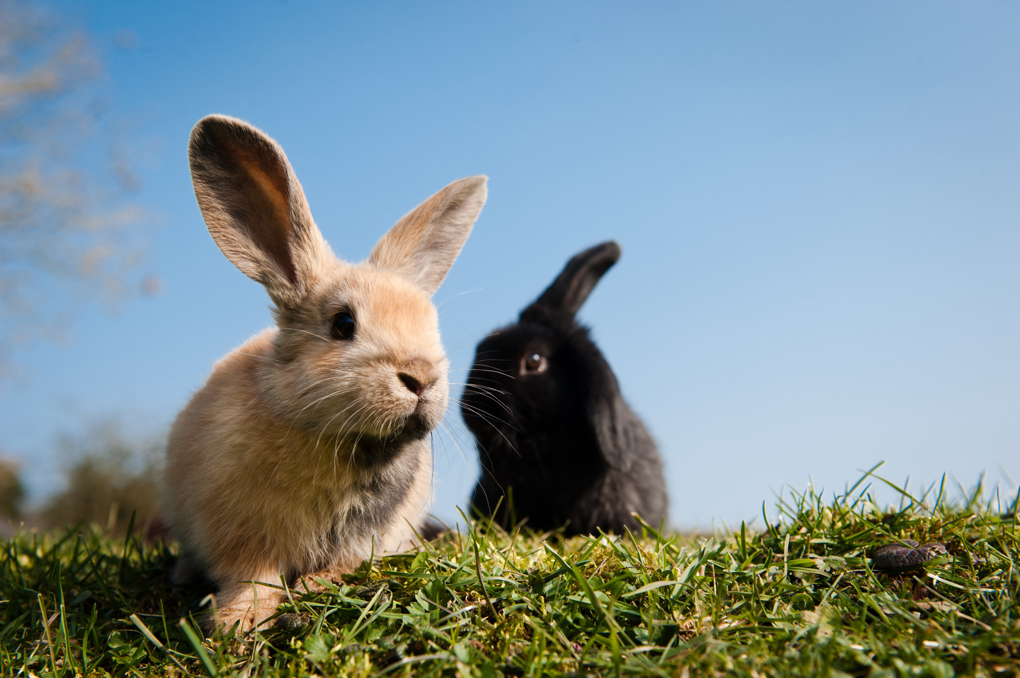 taking care of injured rabbit