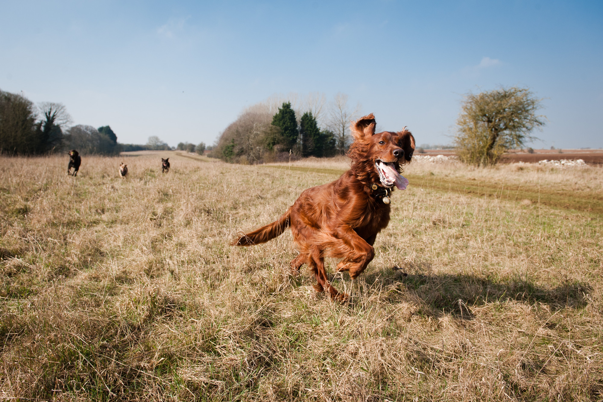 Keeping your canine in shape
