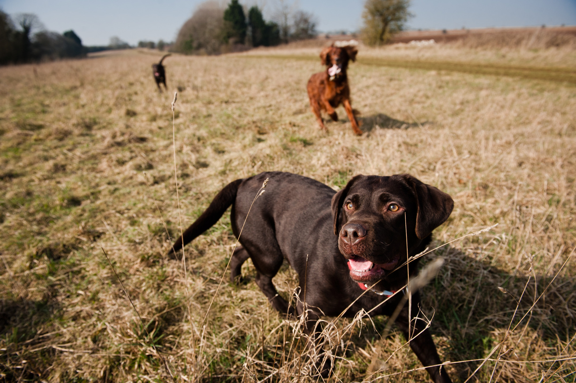 Dogs playing in a field