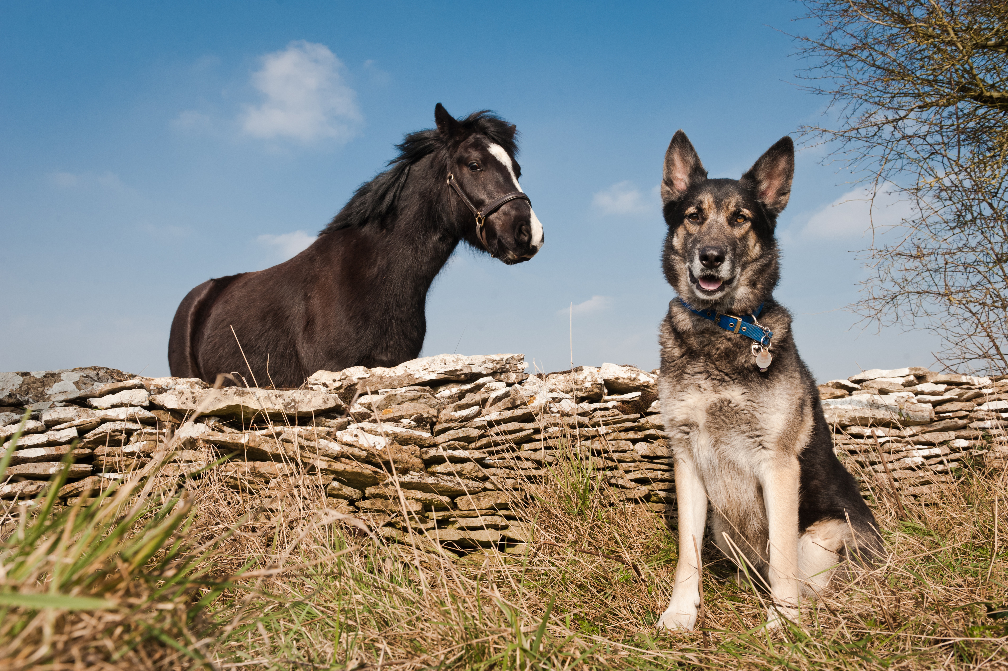 Dog Spud sits in front of pony Tas