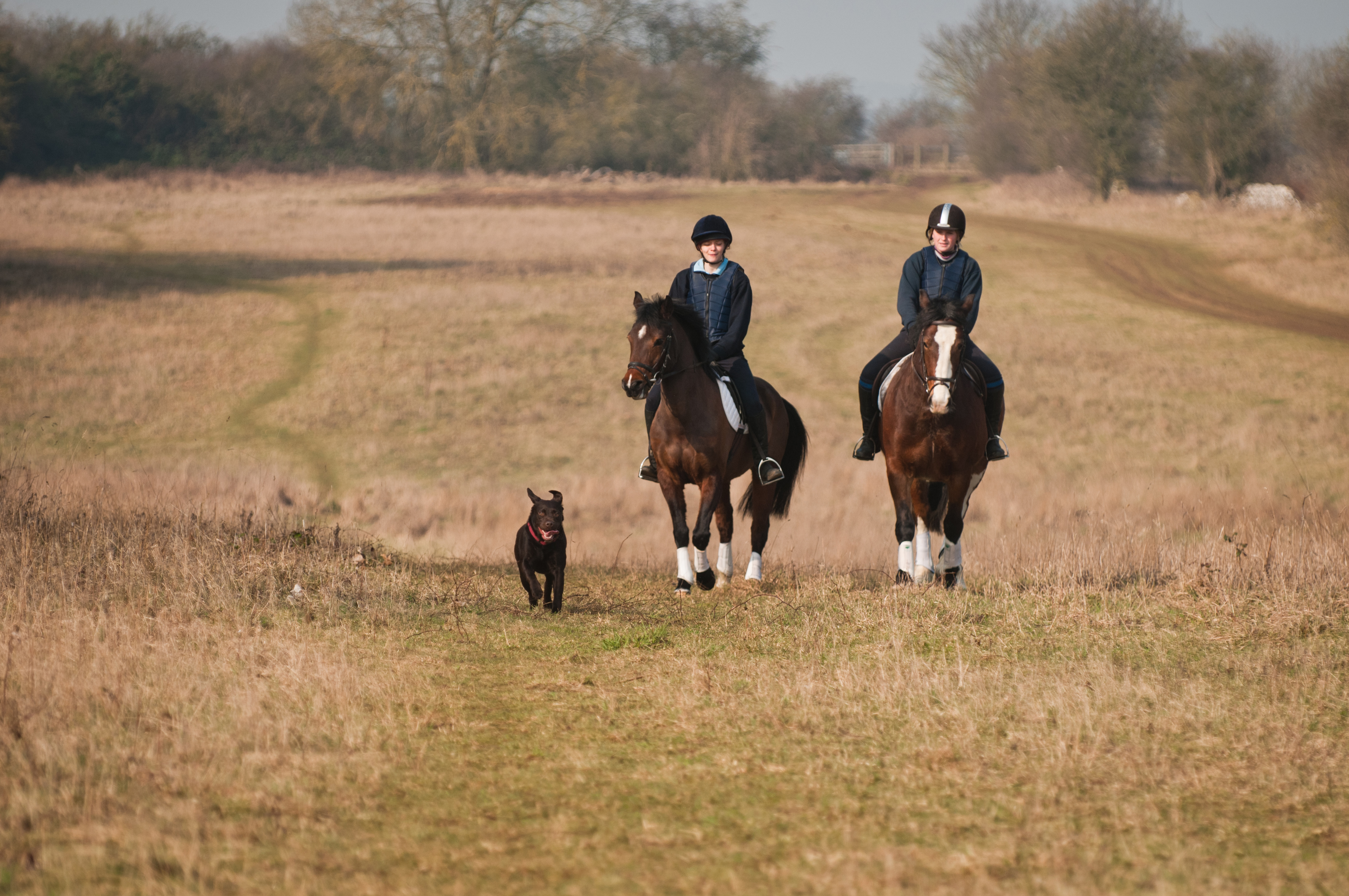 A dog walks along beside two horses