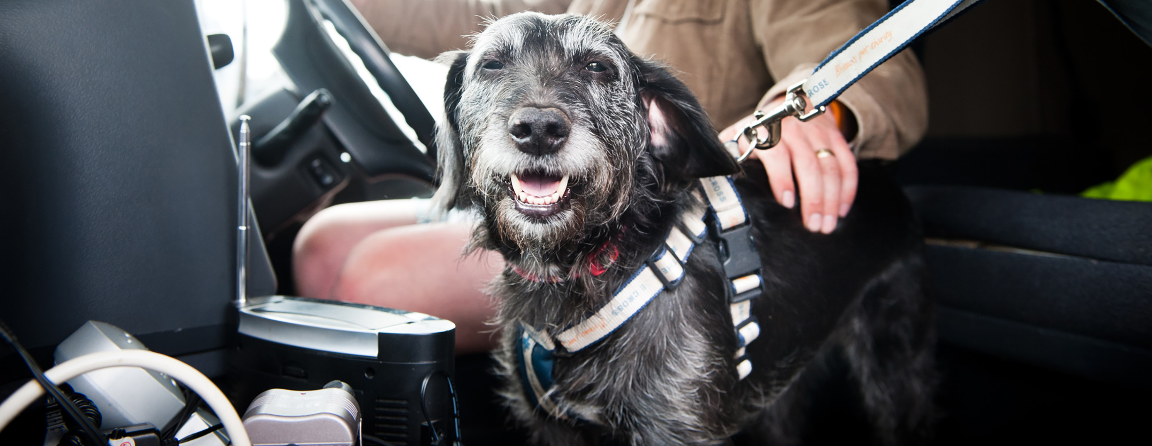 Can I Take My Dog Abroad By Car Classic Car Walls