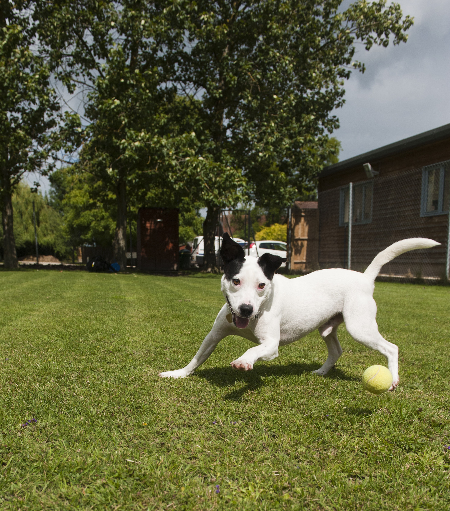 Jack Russell terrier cross Todd at Lewknor adoption centre