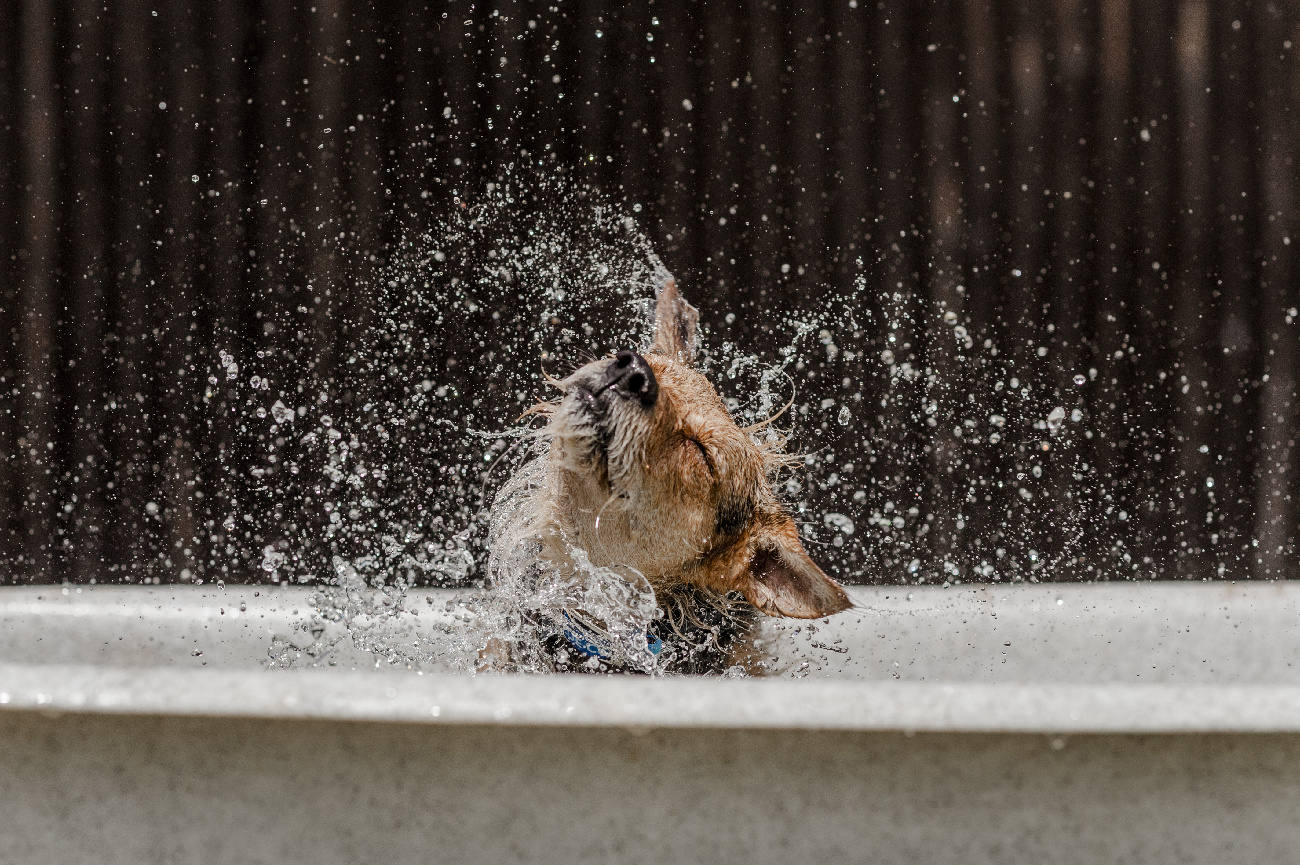 A dog cools down in a paddling pool and splashes water around him