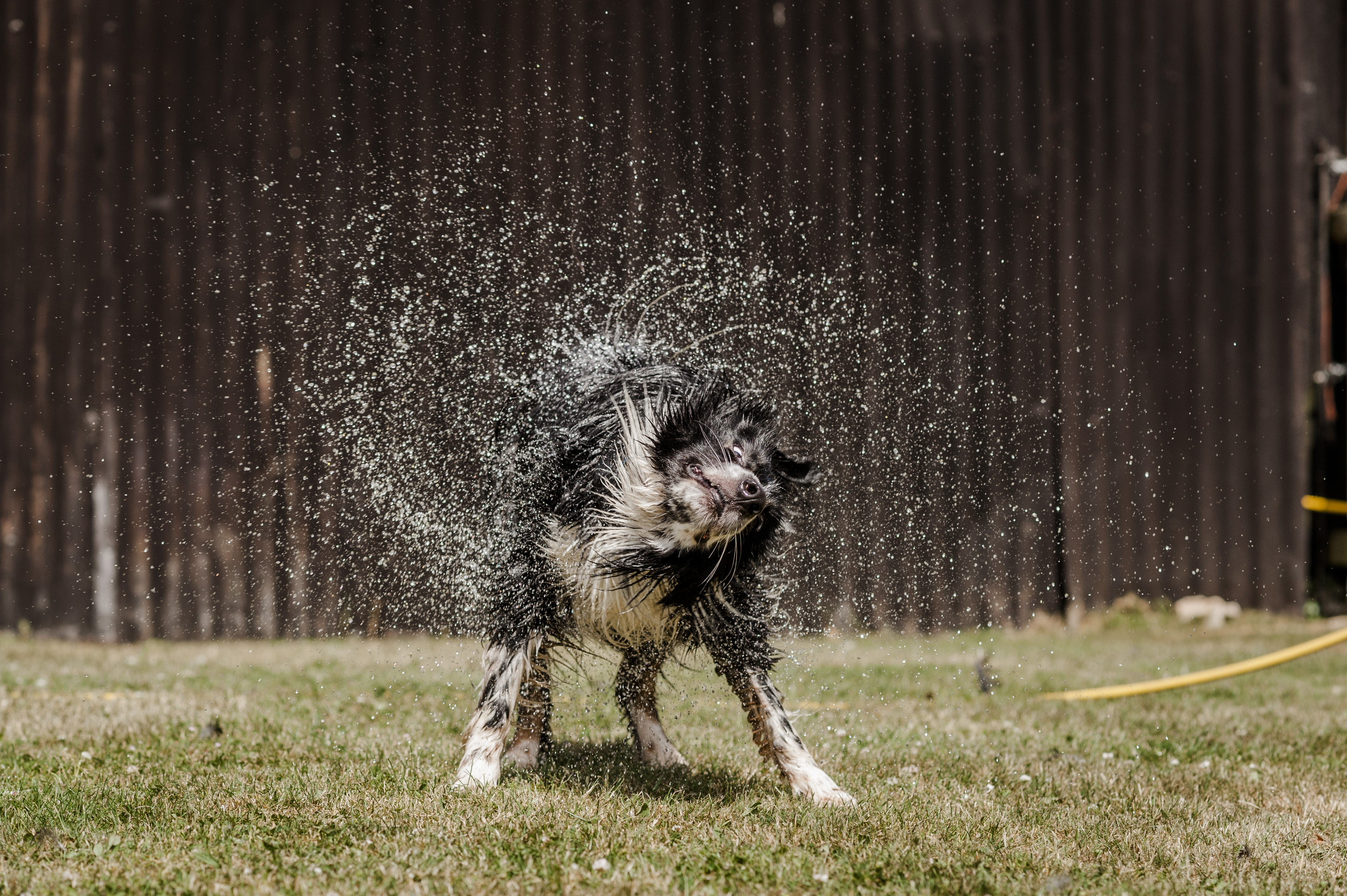 how to cool your dog