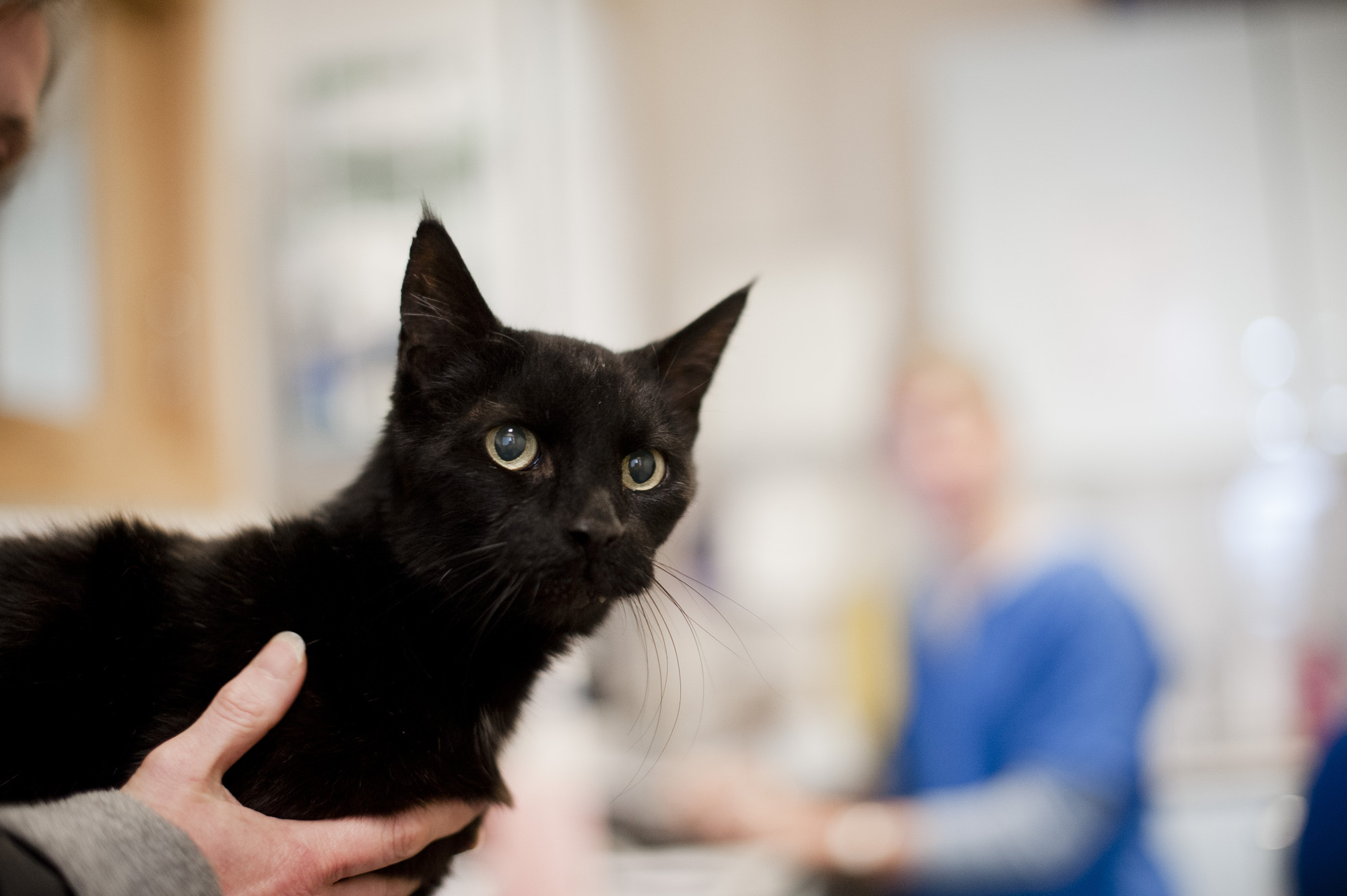 Cat Blobby in clinic at Victoria hospital