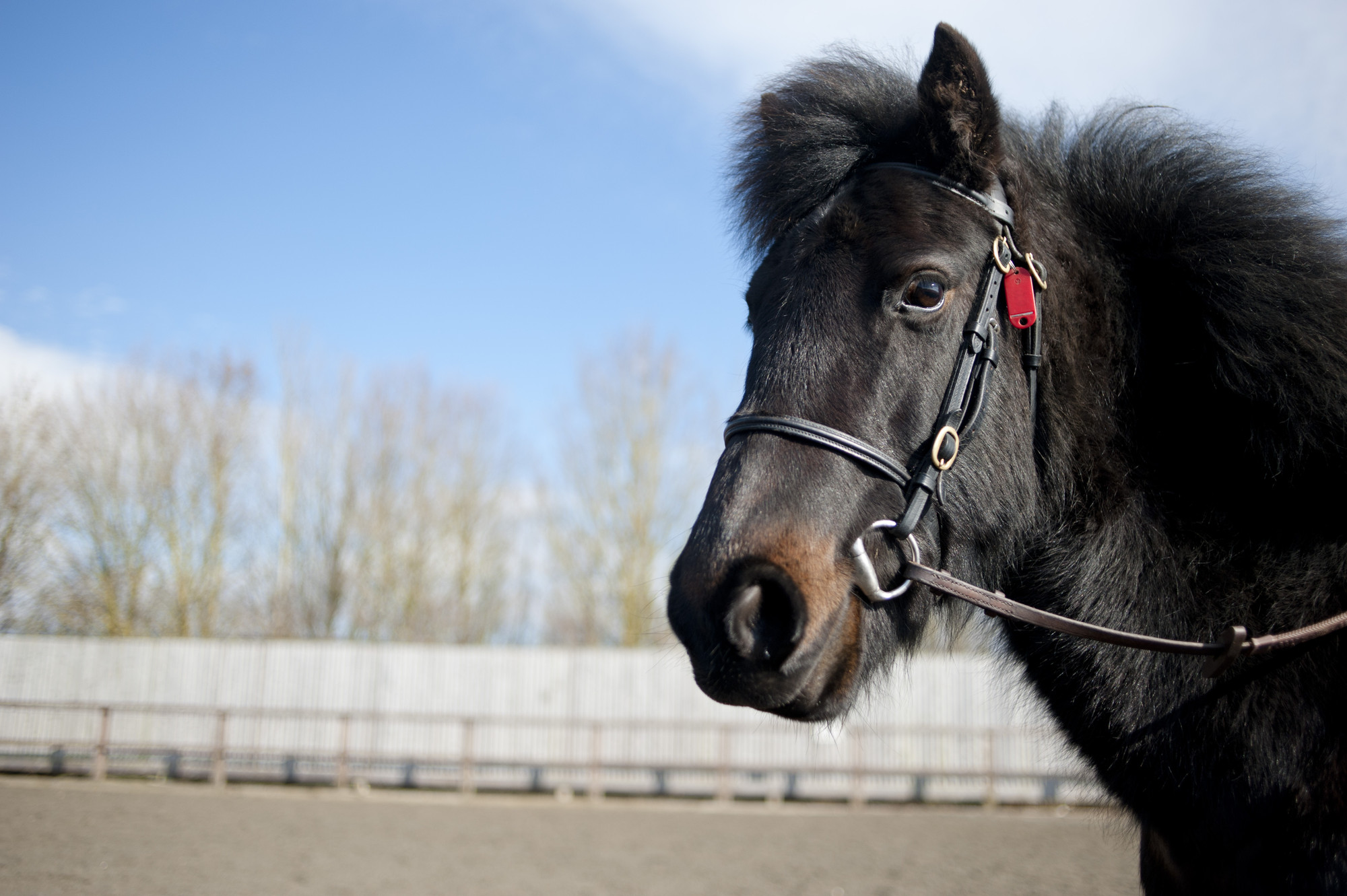 Pony Zara at Burford rehoming centre