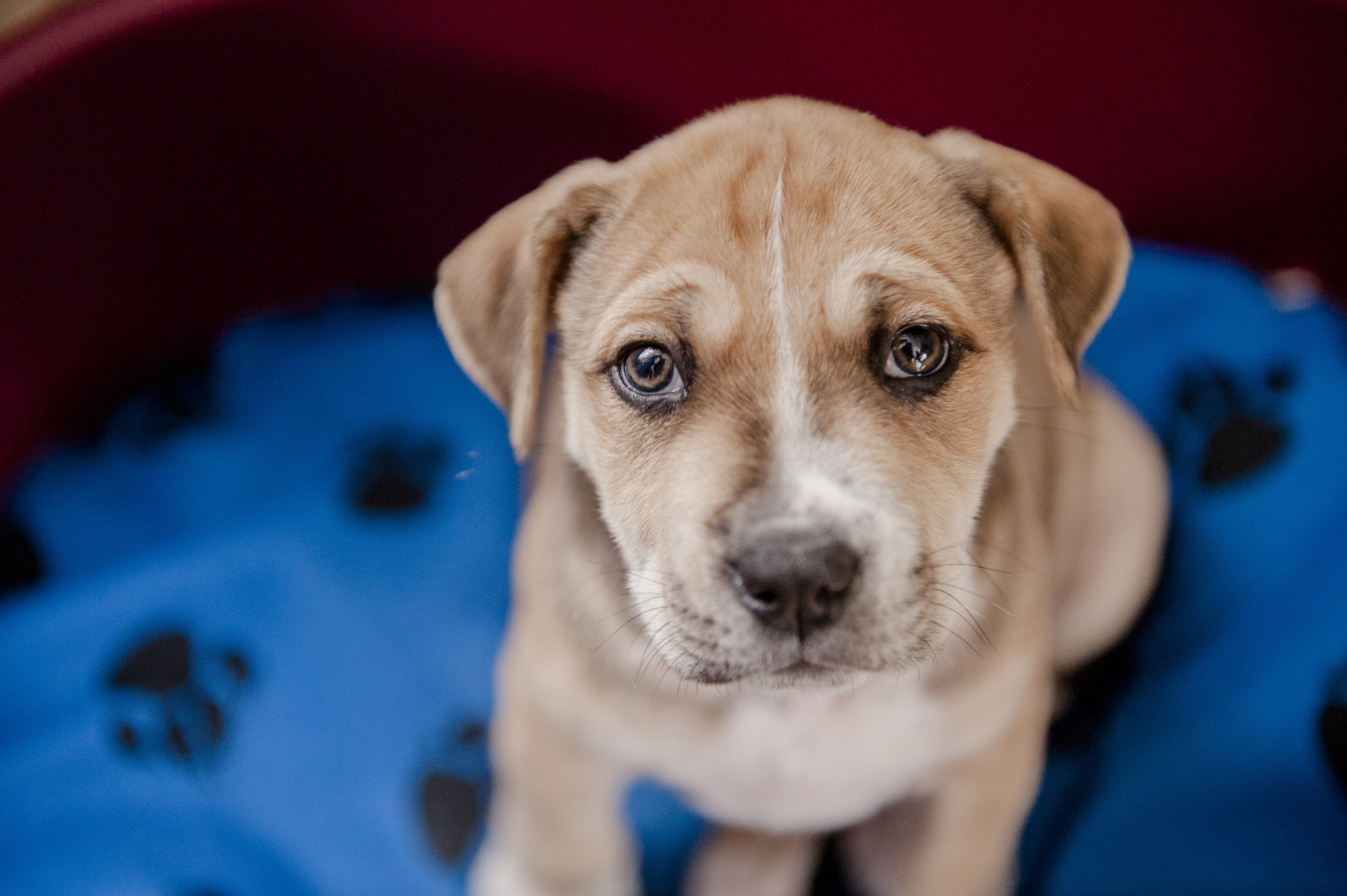 House training your puppy