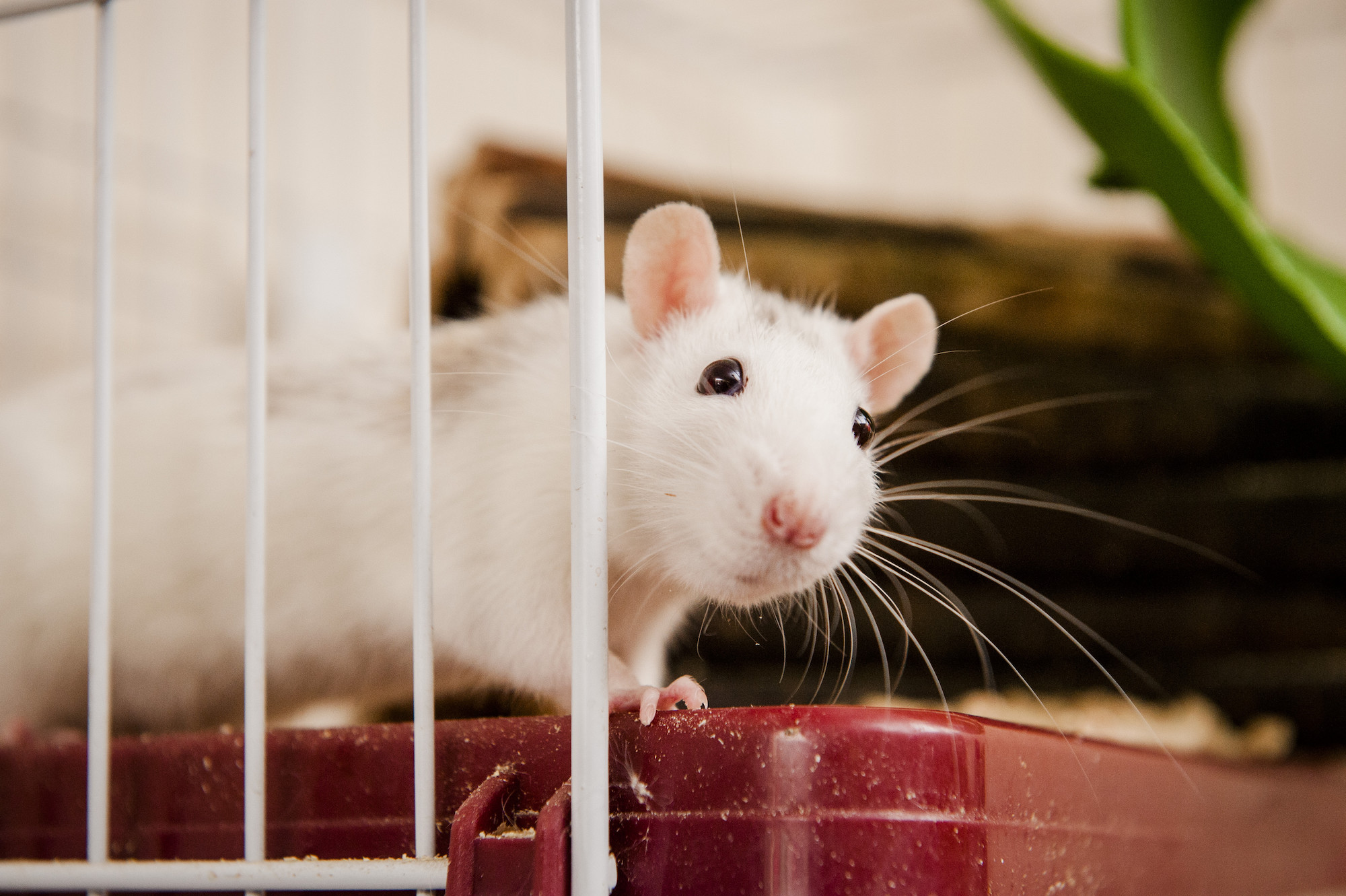 Rat Selma at Burford rehoming centre