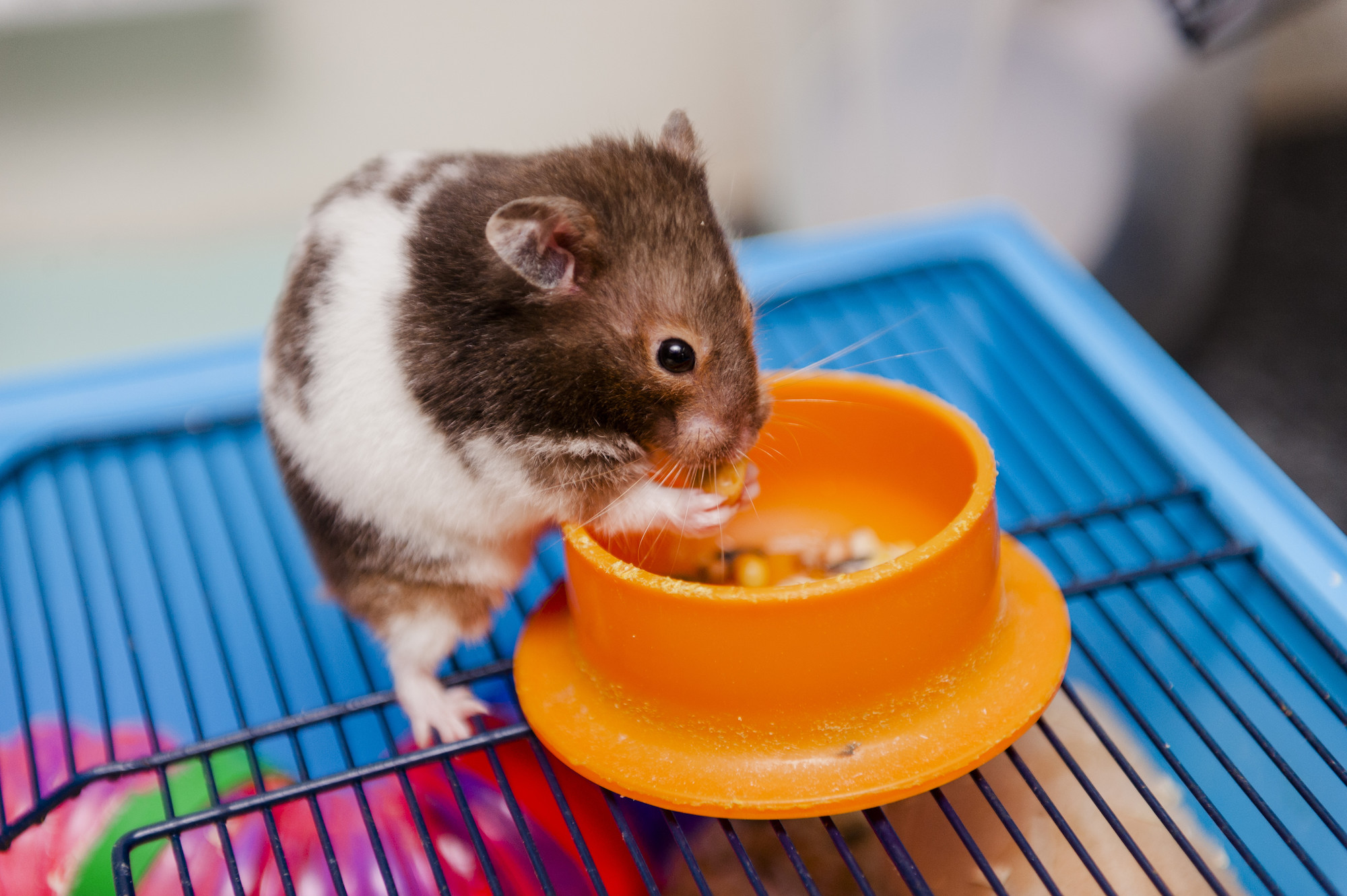 Hamster eating