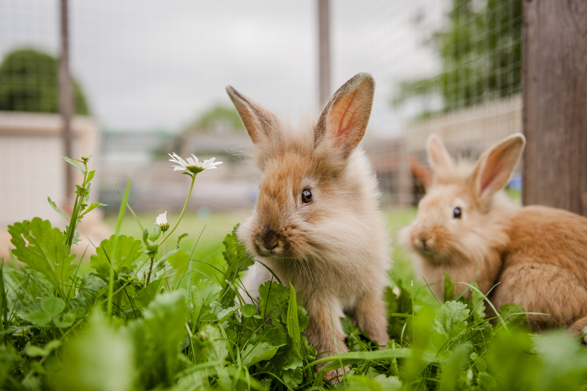 Baby rabbits at Burford rehoming centre