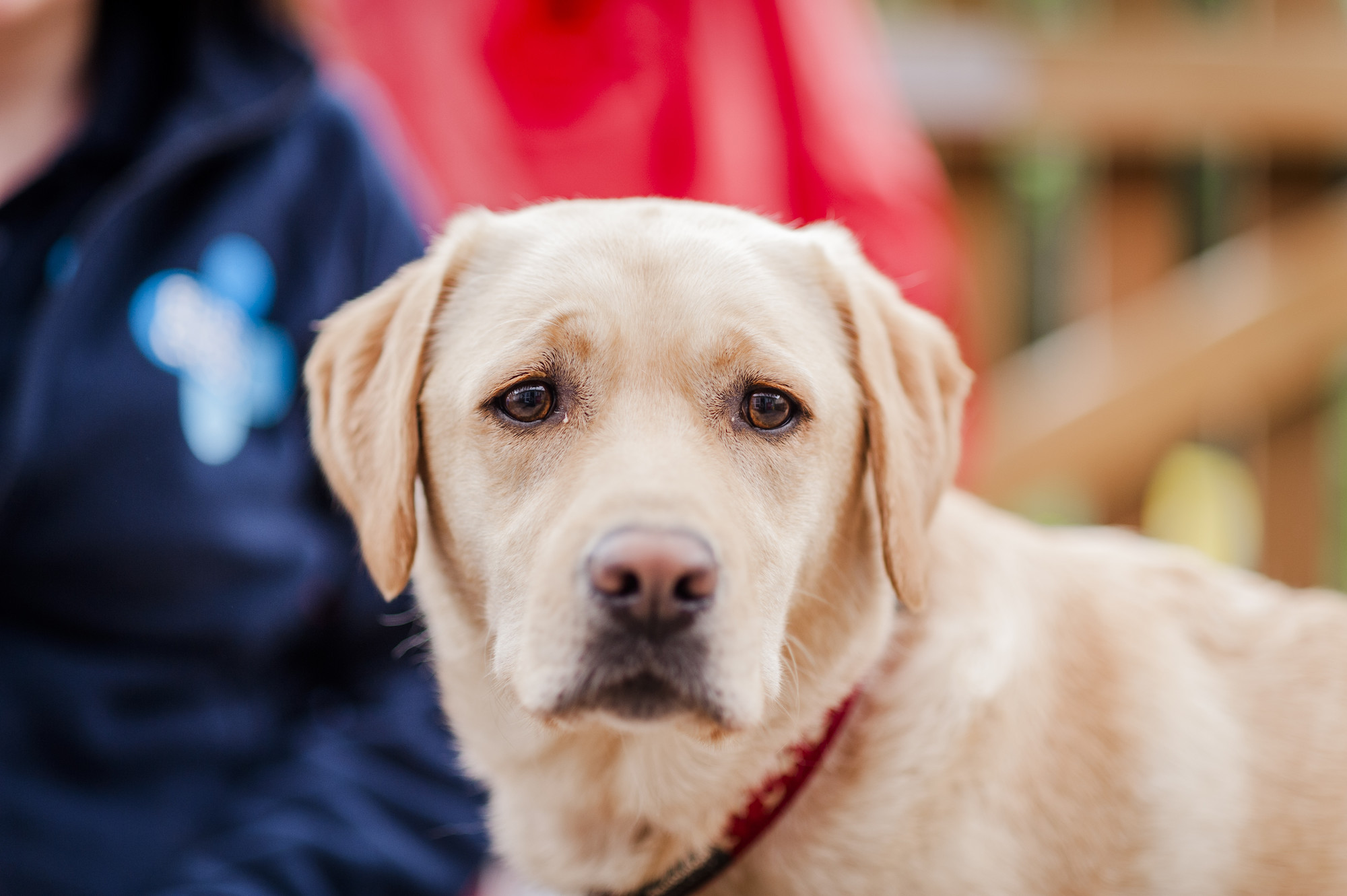 Canine epilepsy 3