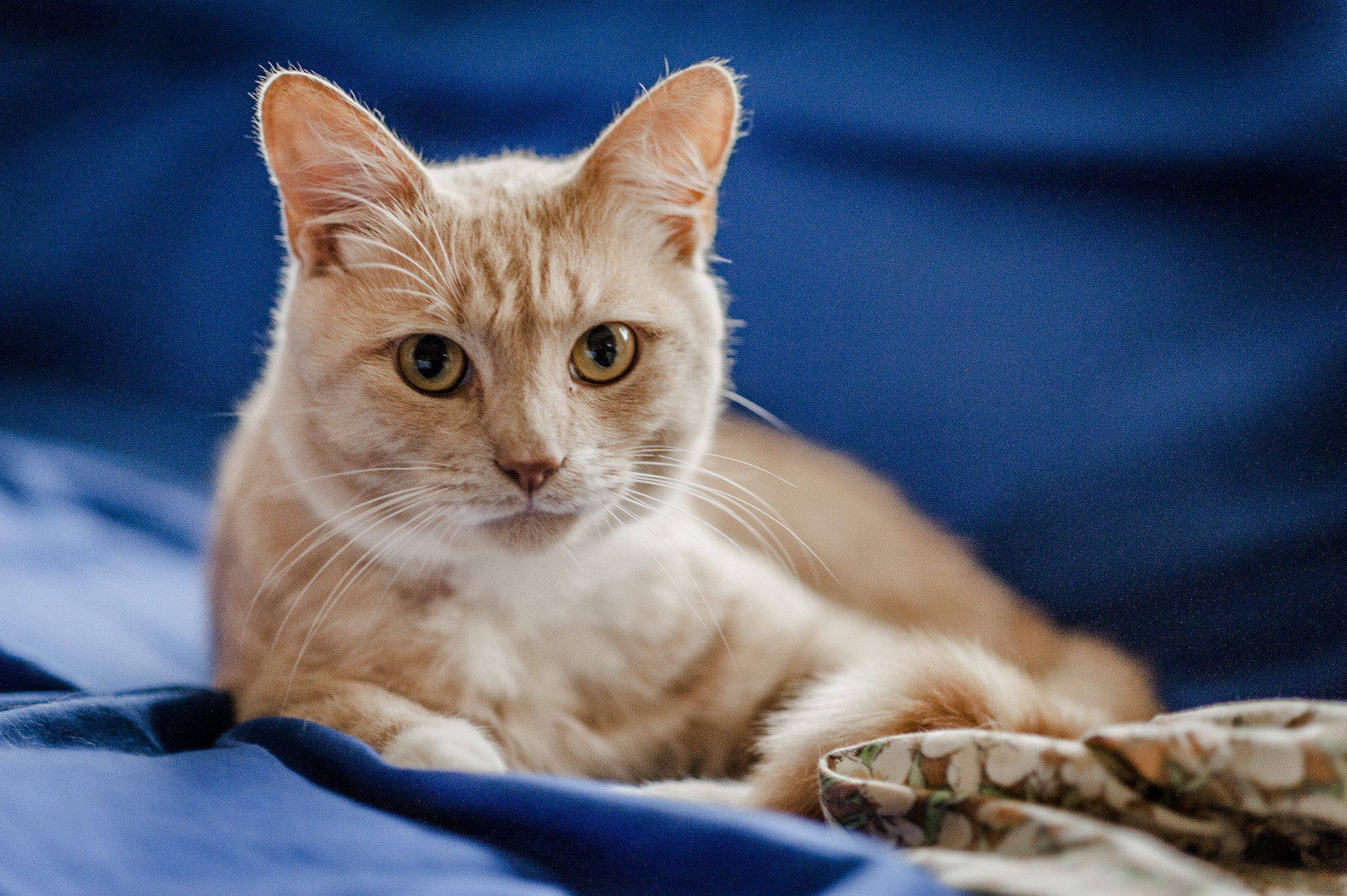 Cat Flu Symptoms Causes And Treatment Blue Cross