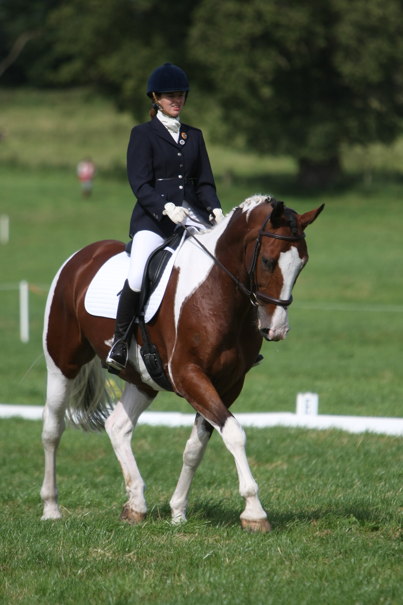 Horse Sam I Am competing in the Pony Club Championships 2012