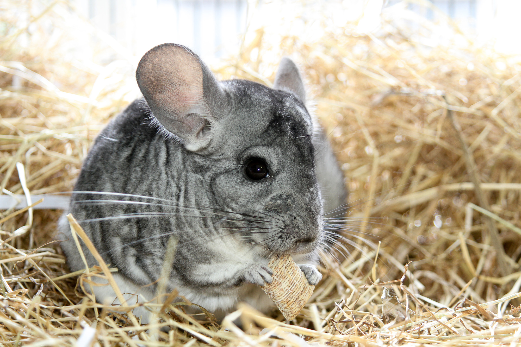 How to care for your pet chinchilla Blue Cross