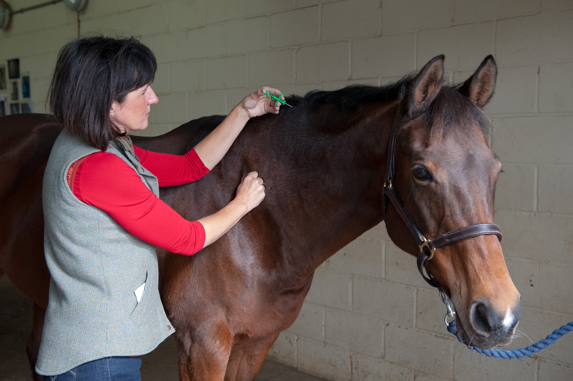 HORSE BLUE CROSS SHOOT 01 OCTOBER 2012