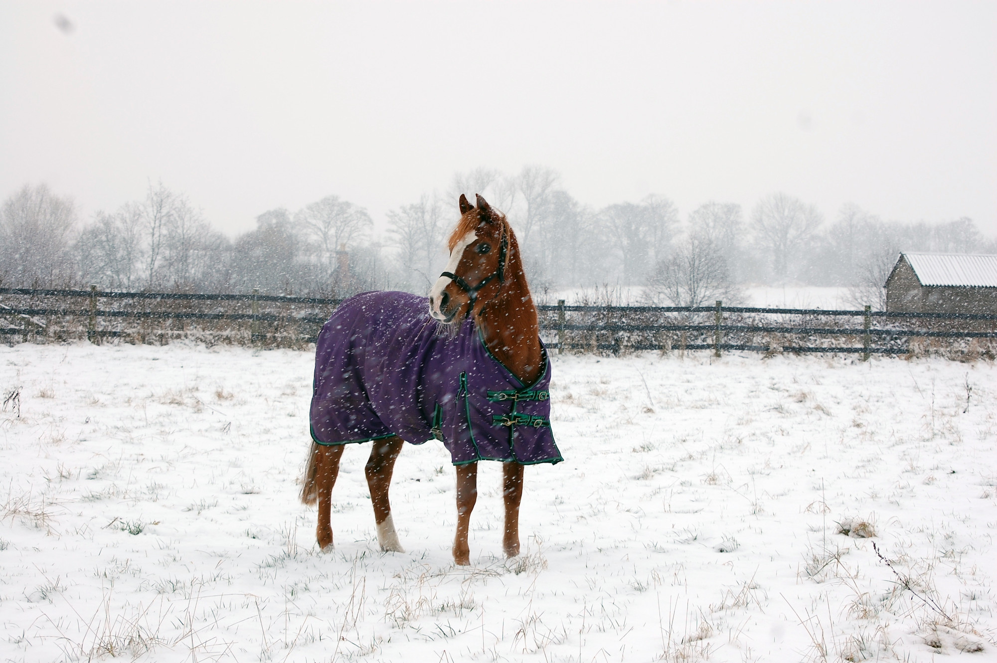 Horse wearing a rug in a snowy field