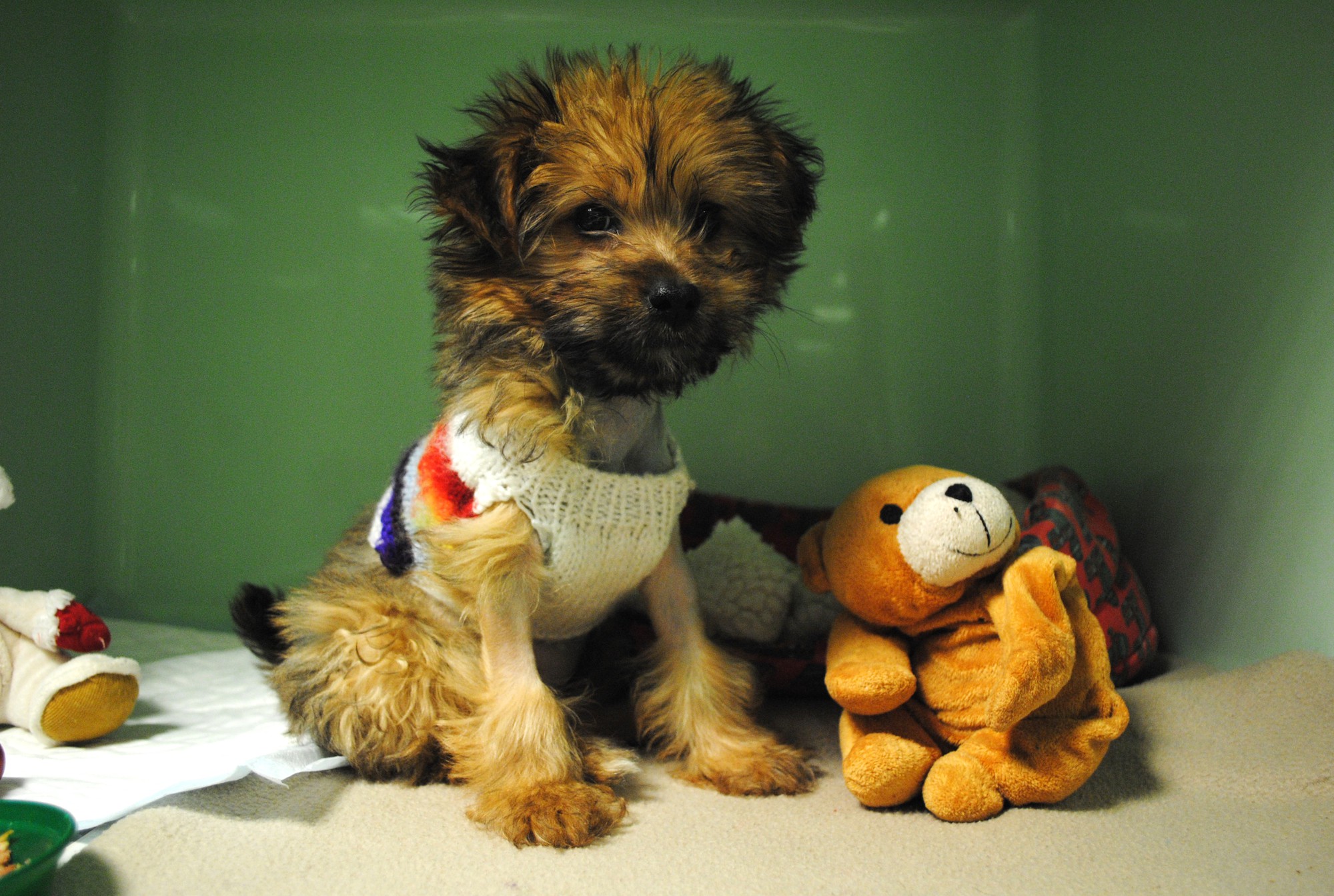 Puppy Millie from Victoria animal hospital 