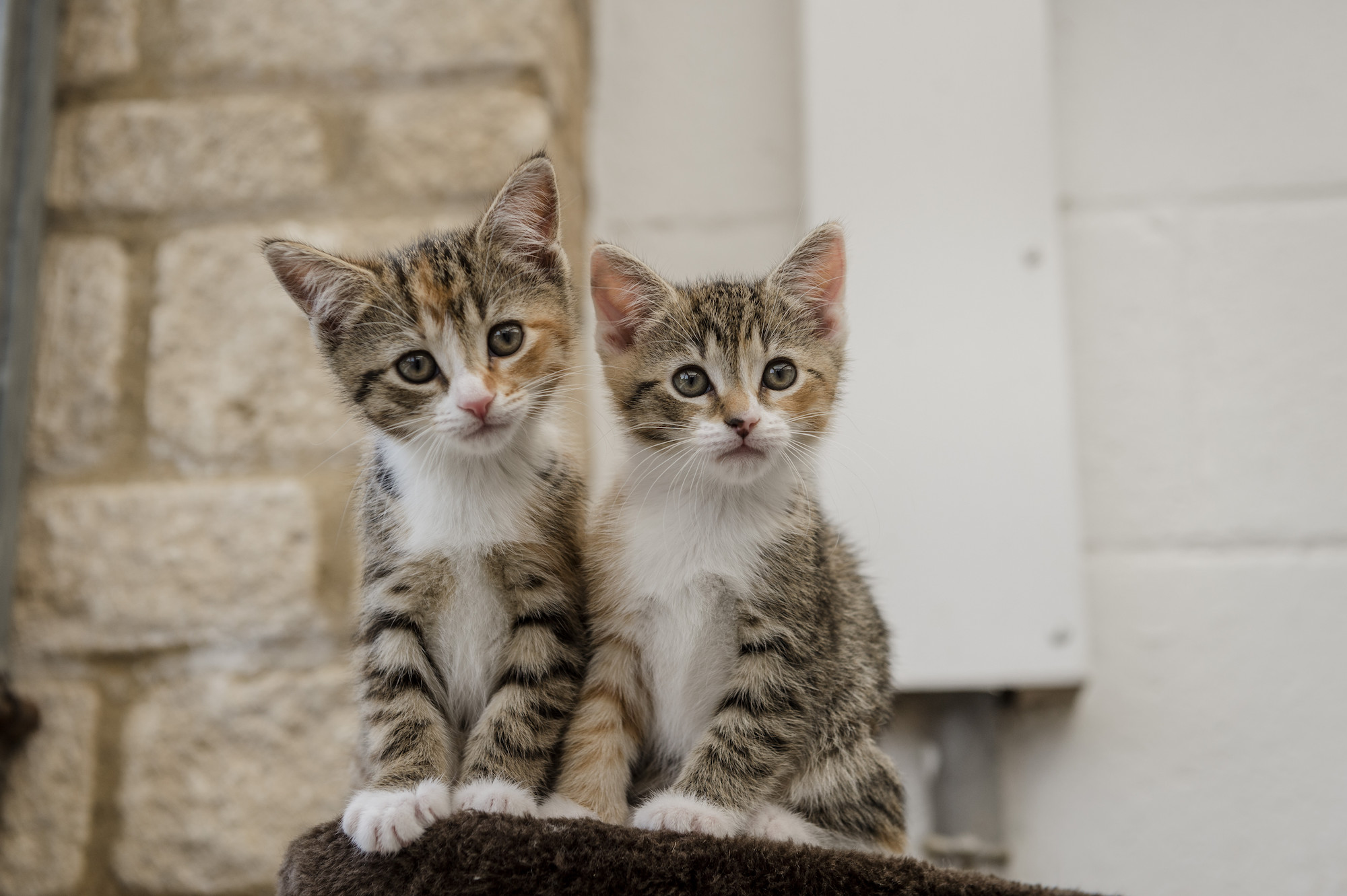 Kittens Crumpet, Croissant and Muffin from Burford rehoming centre