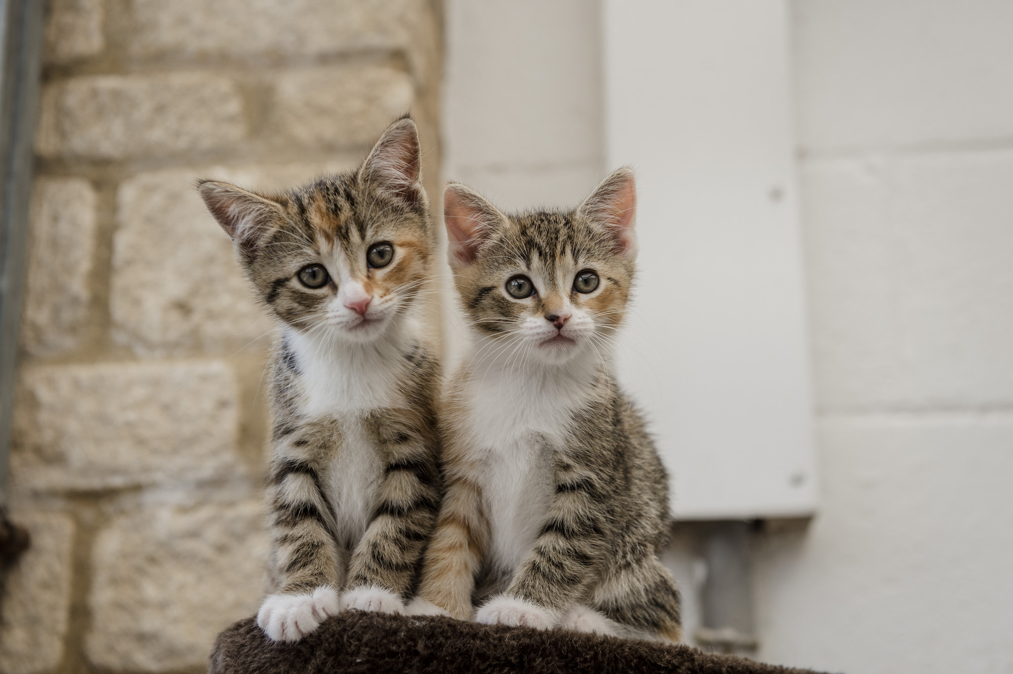 Neutering and spaying your cat or kitten | Blue Cross