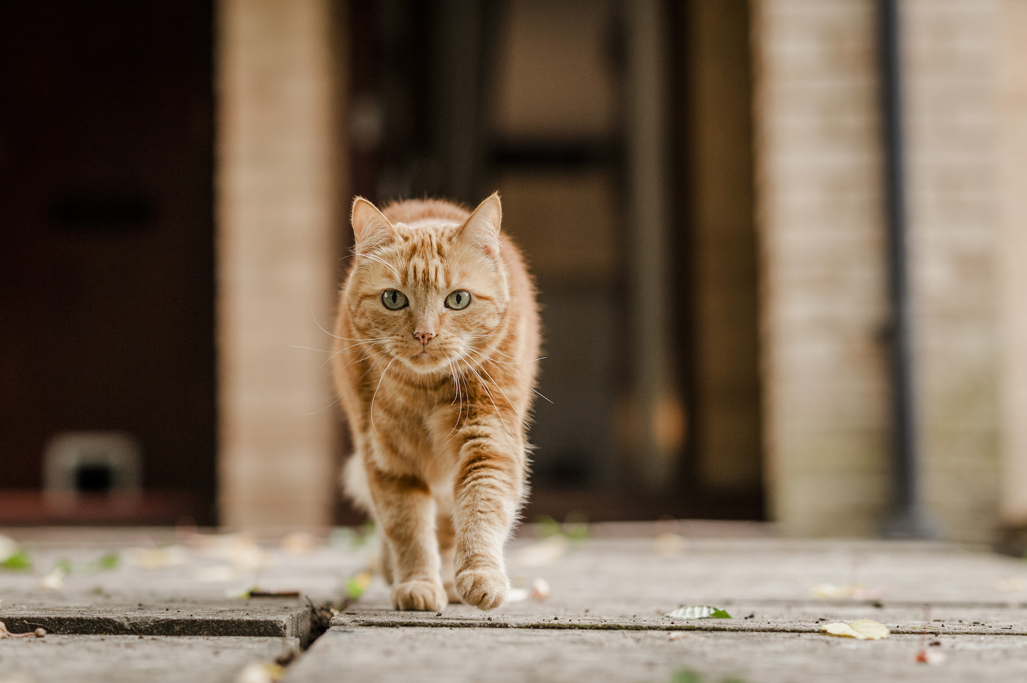 Cat Phoenix outside her home