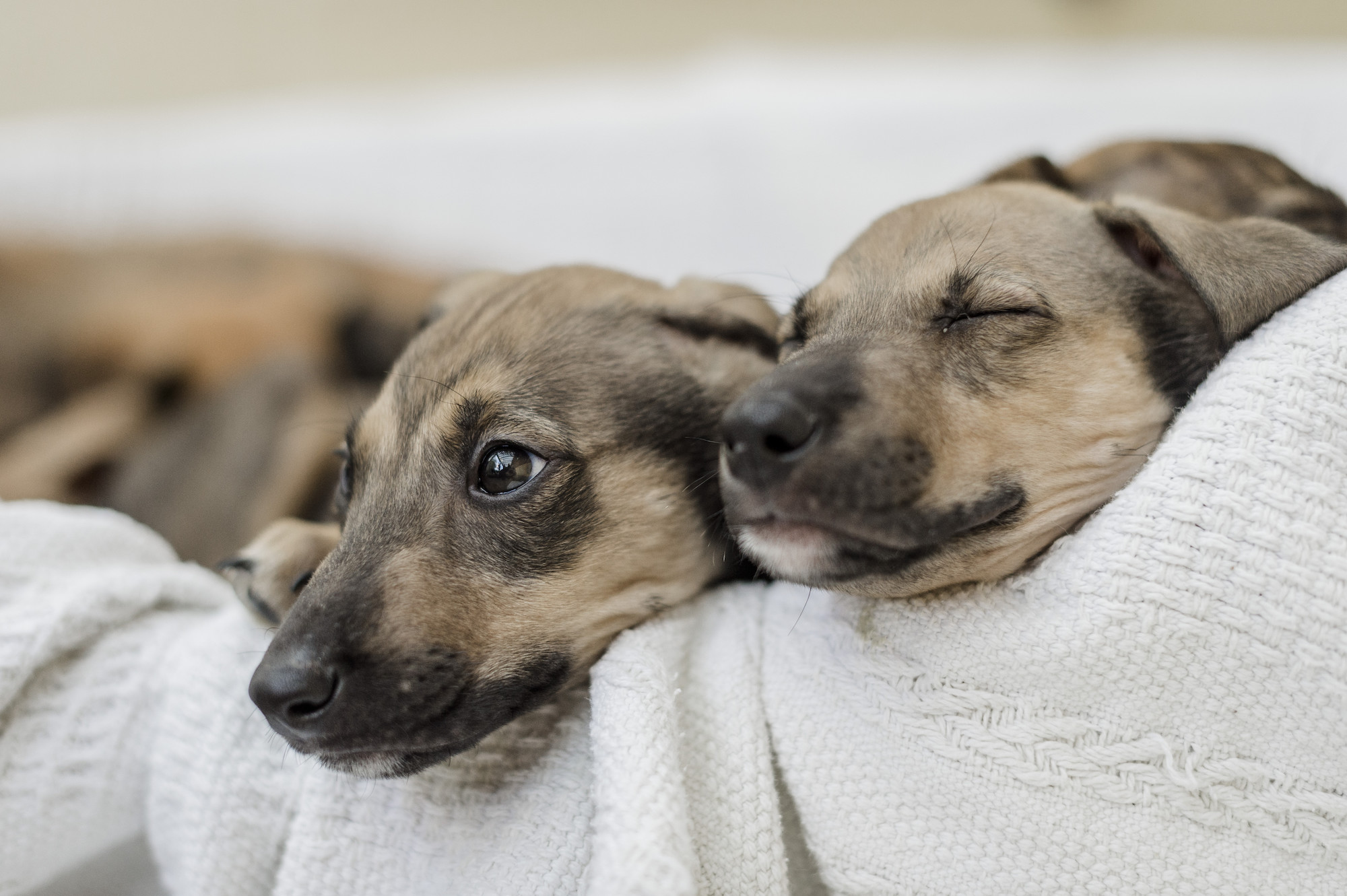 Puppy toilet training