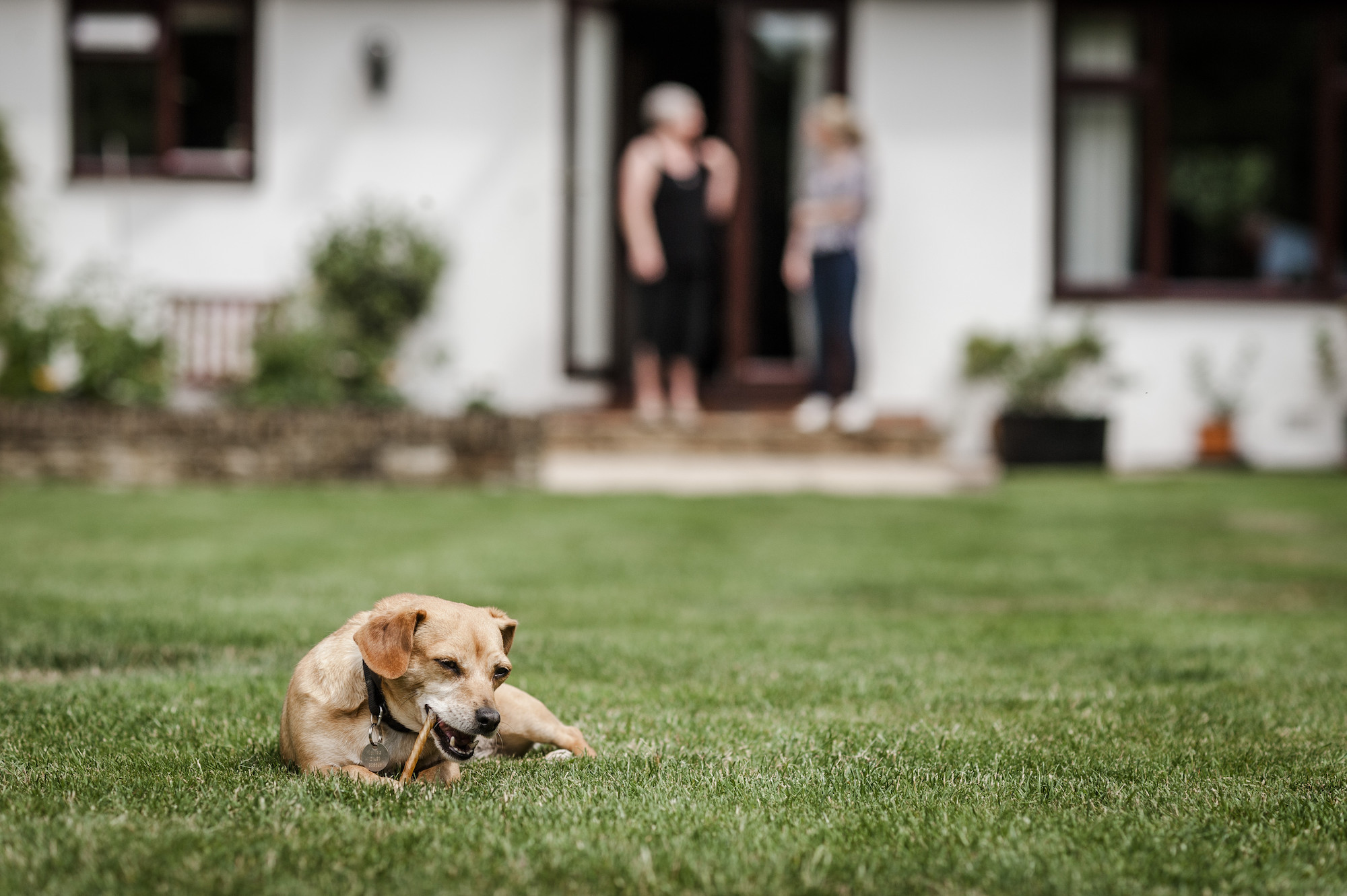 Dog in the garden