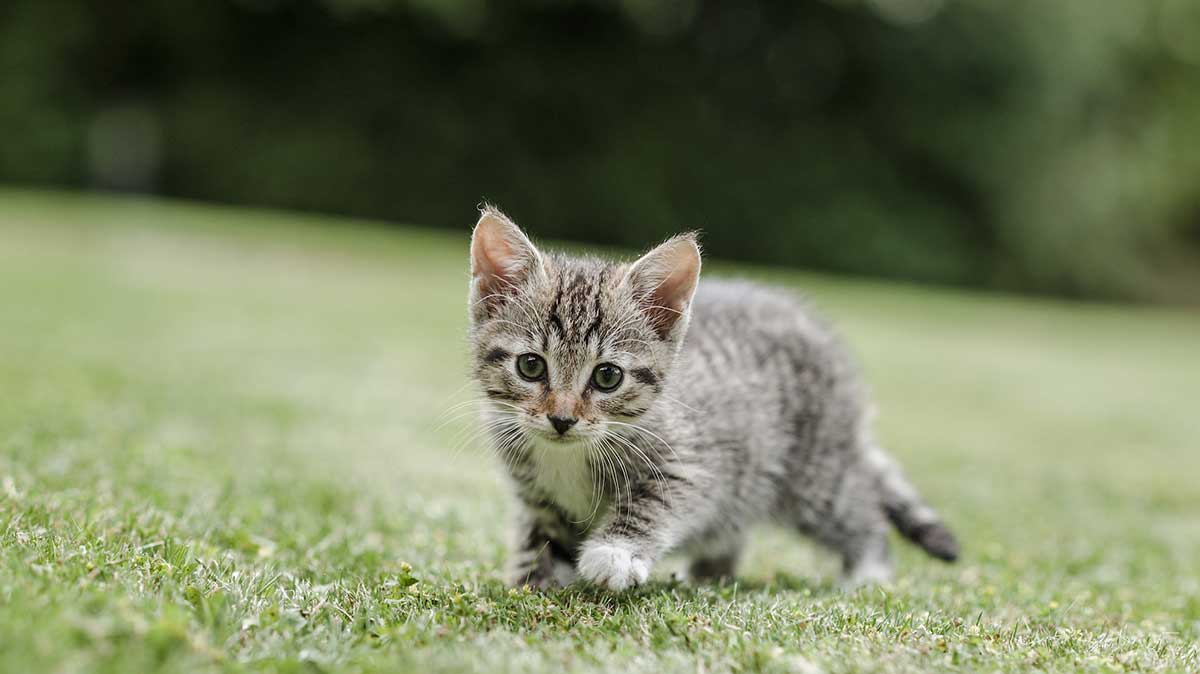 Kitten on grass