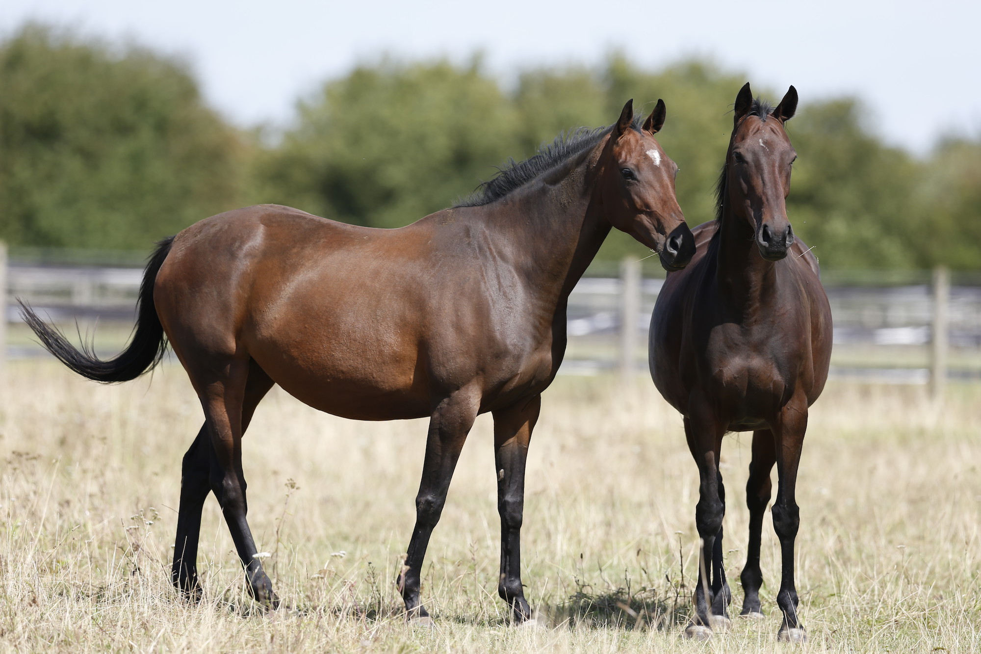 Thoroughbred horses Clover and Heather at Burford rehoming centre