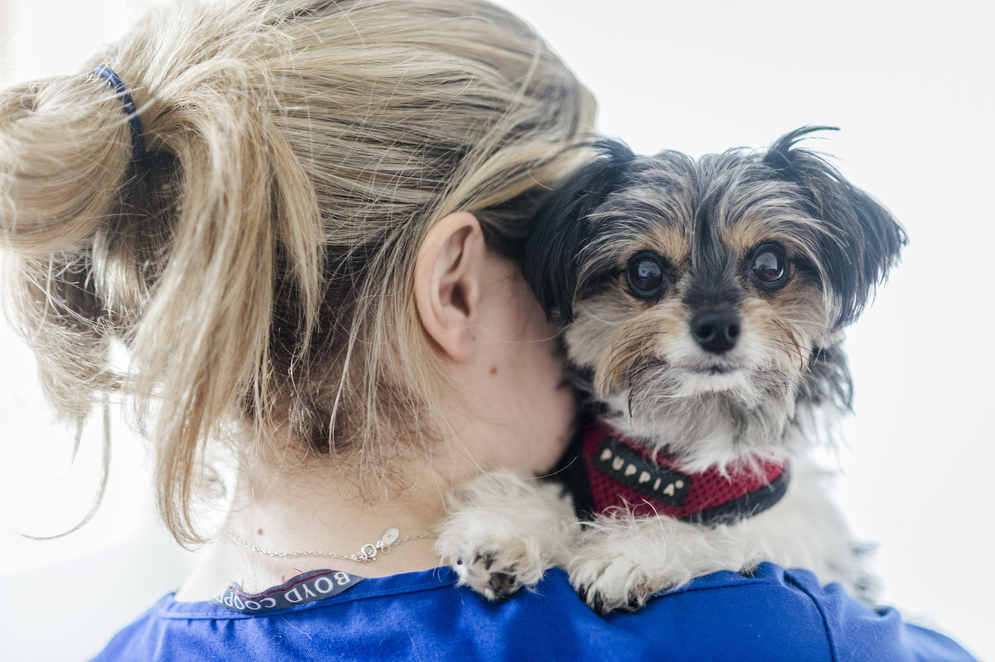 Dog Rufus with vet surgeon Caroline Watt at Merton animal hospital