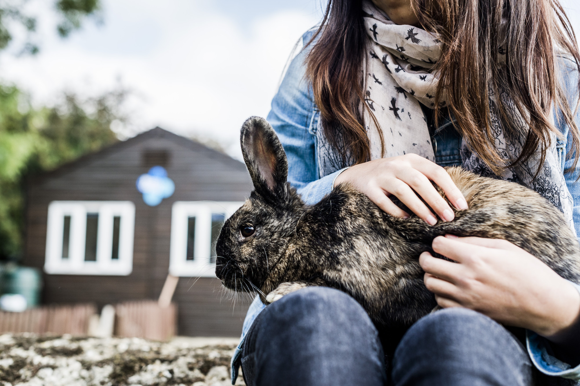 Rabbit Marble at Burford rehoming centre