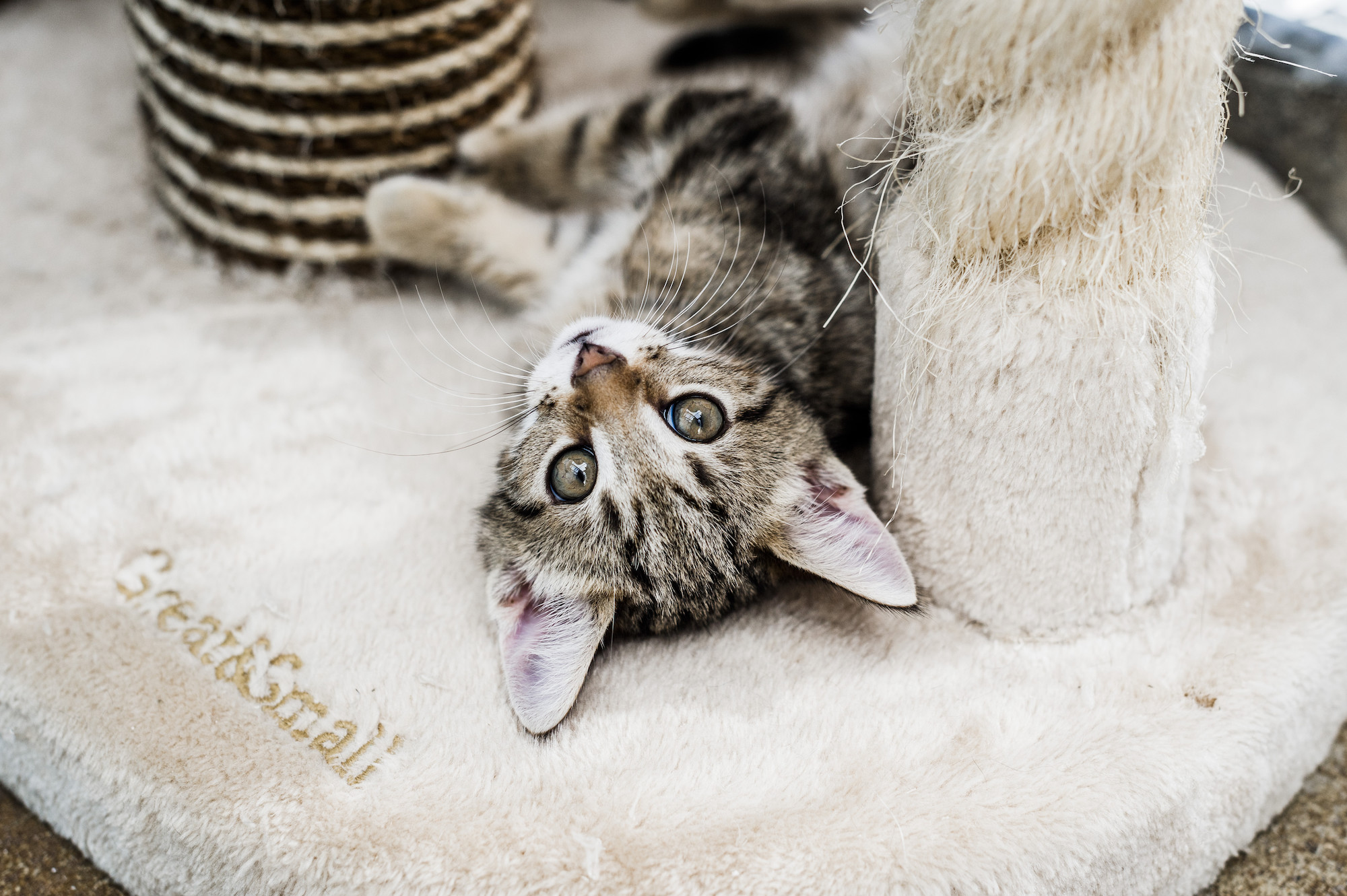 How to stop cats scratching and clawing inside Blue Cross