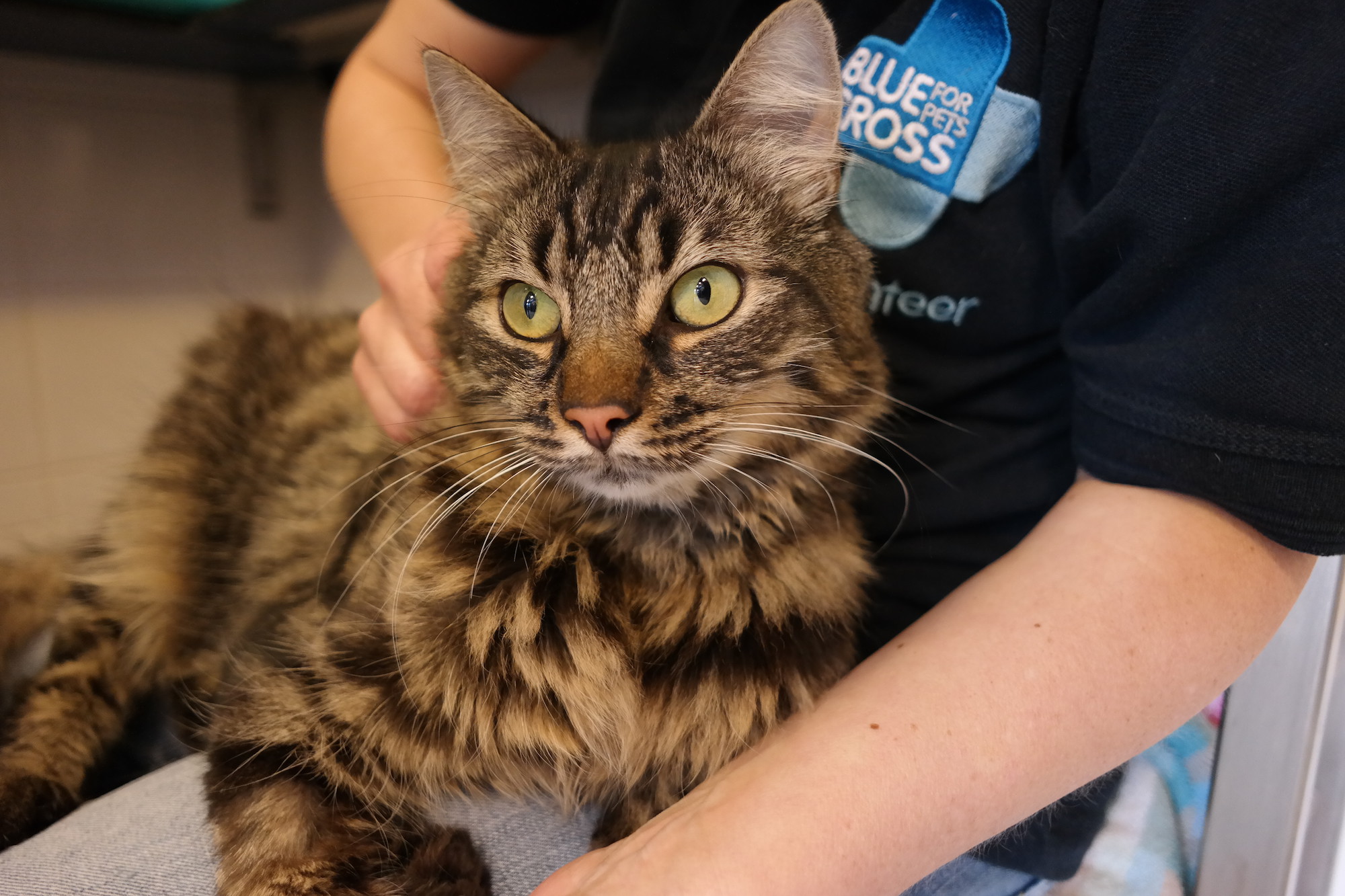 Cat Russell at Southampton rehoming centre