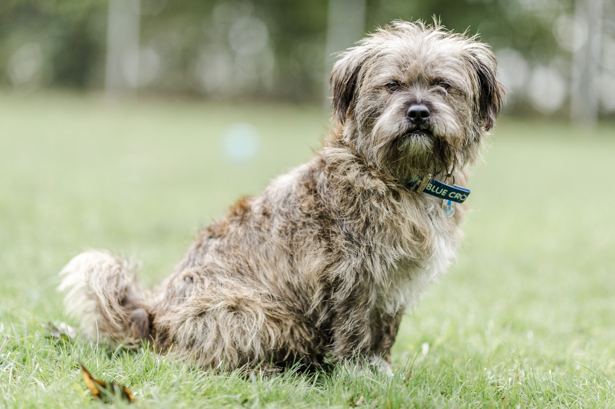Kennel cough 3